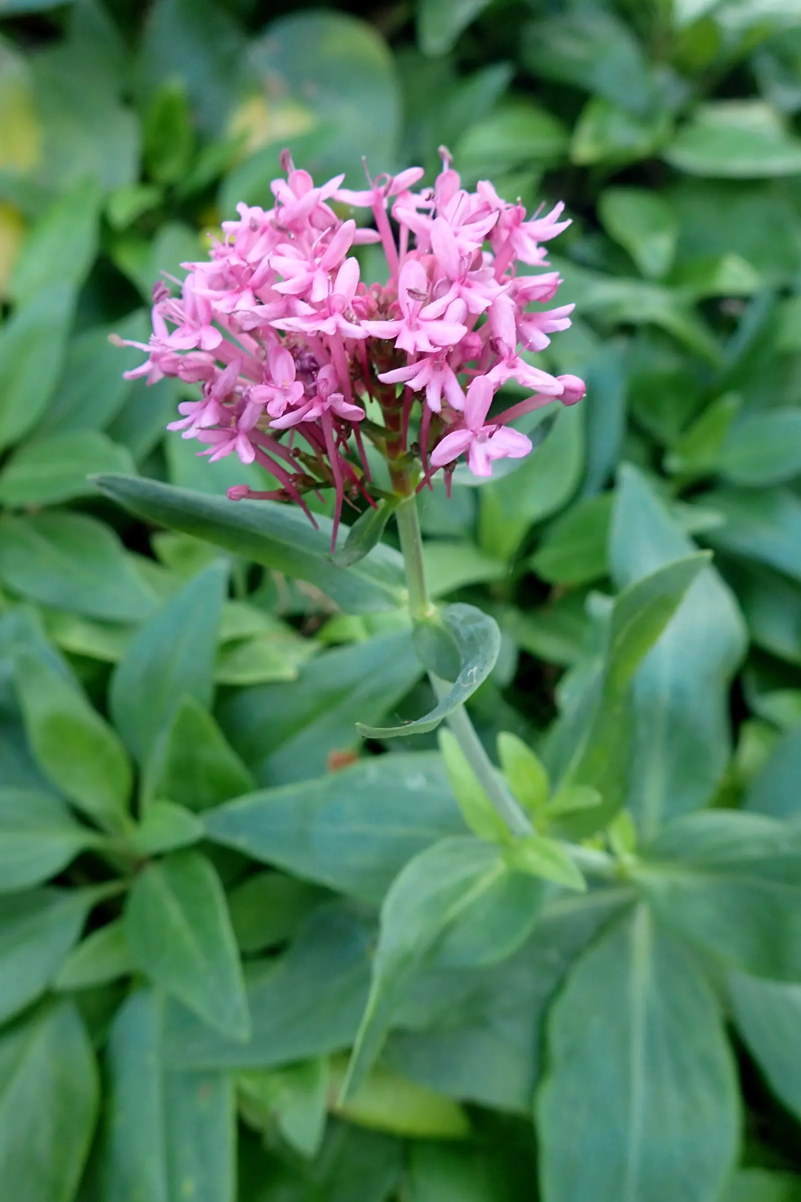 Jupiter's Beard, Red Valerian (Centranthus Ruber) — commonly known as Jupiter's Beard or Red Valerian; this sun-loving plant tolerates poor soil, image 57
