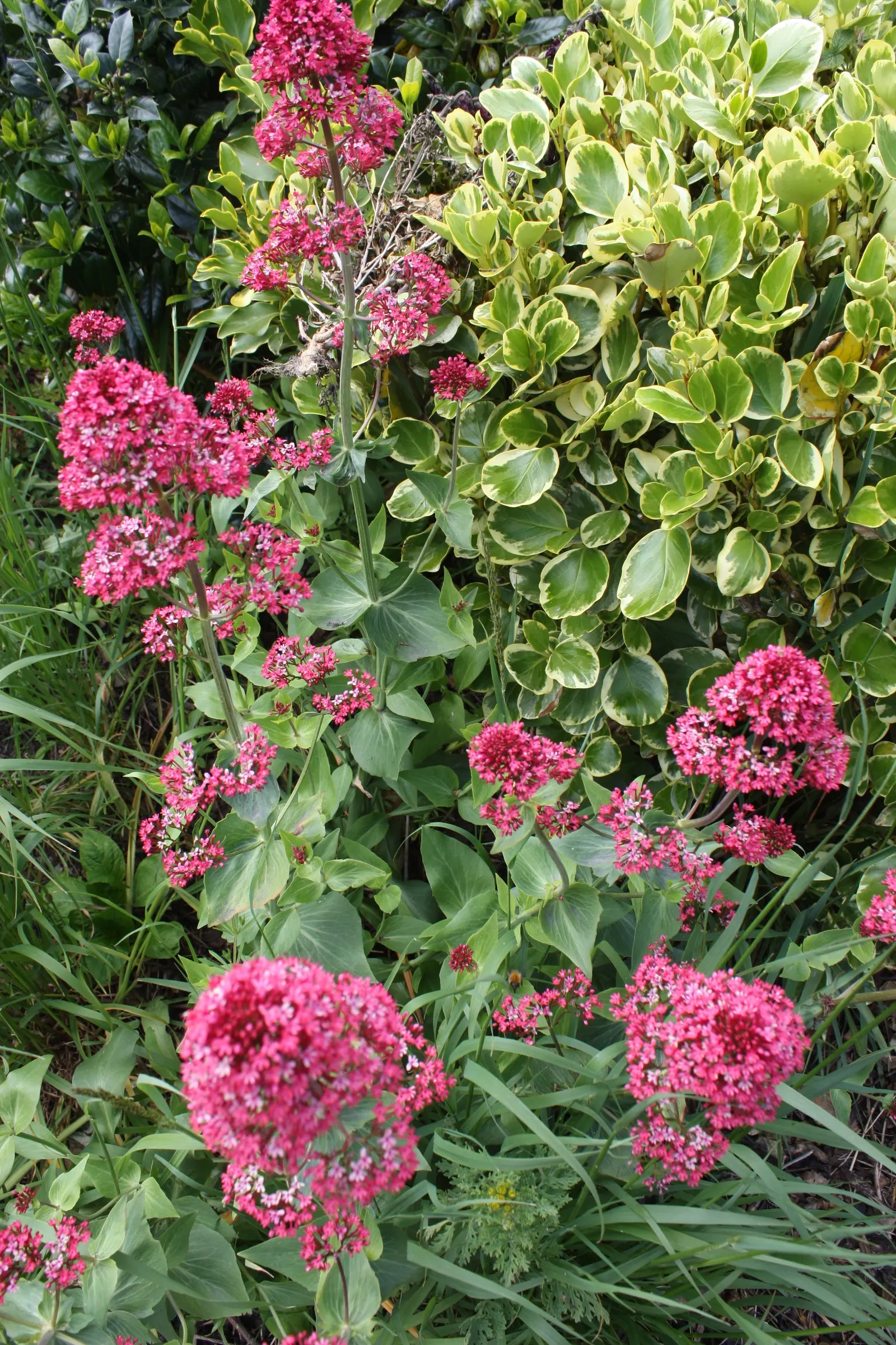 Jupiter's Beard, Red Valerian (Centranthus Ruber) — consider its potential for self-seeding; red Valerian is an excellent selection for adding long-lasting