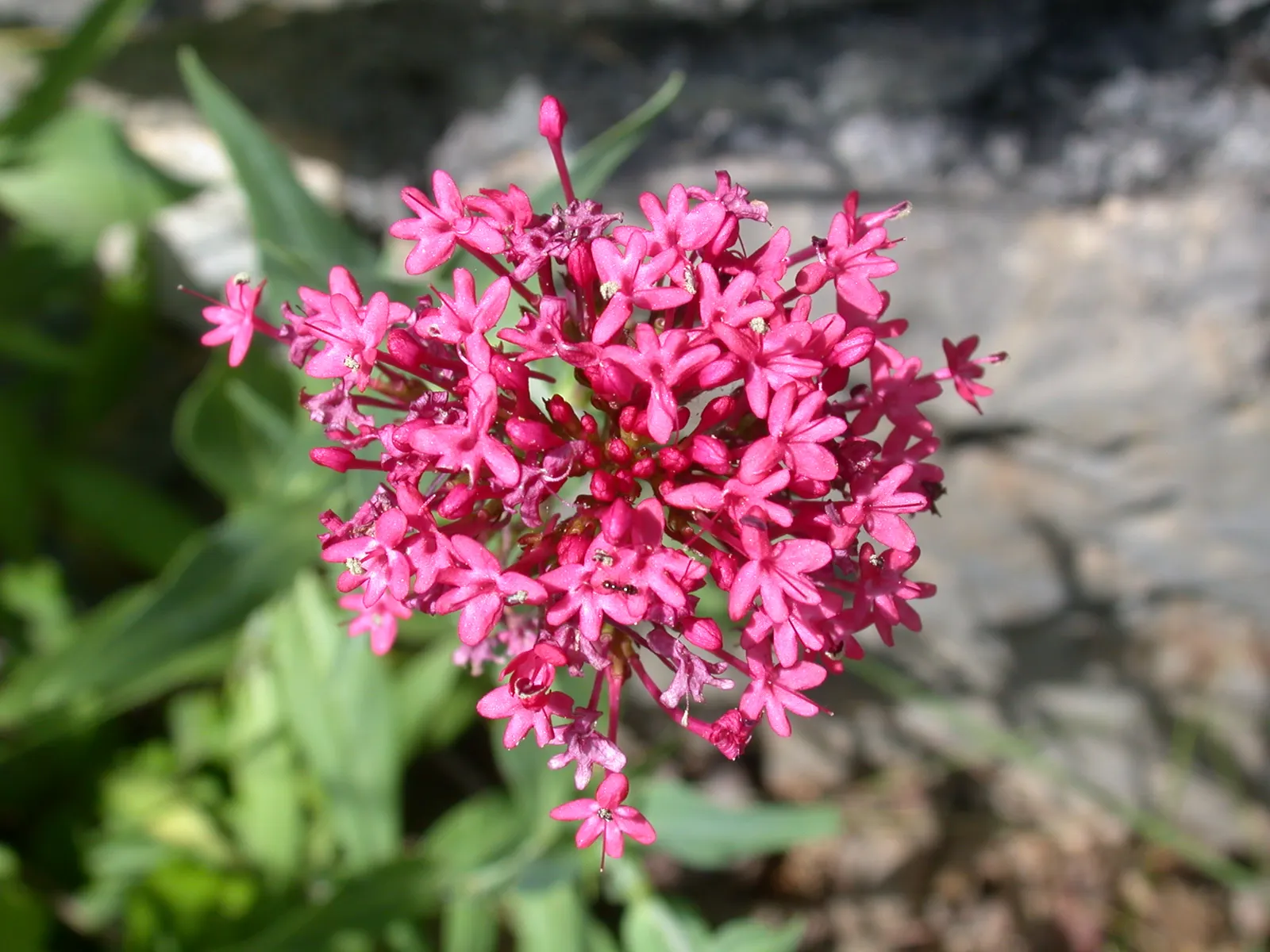 Jupiter's Beard, Red Valerian (Centranthus Ruber) — This sun-loving plant tolerates poor soil and drought, making it ideal for rock gardens and borders