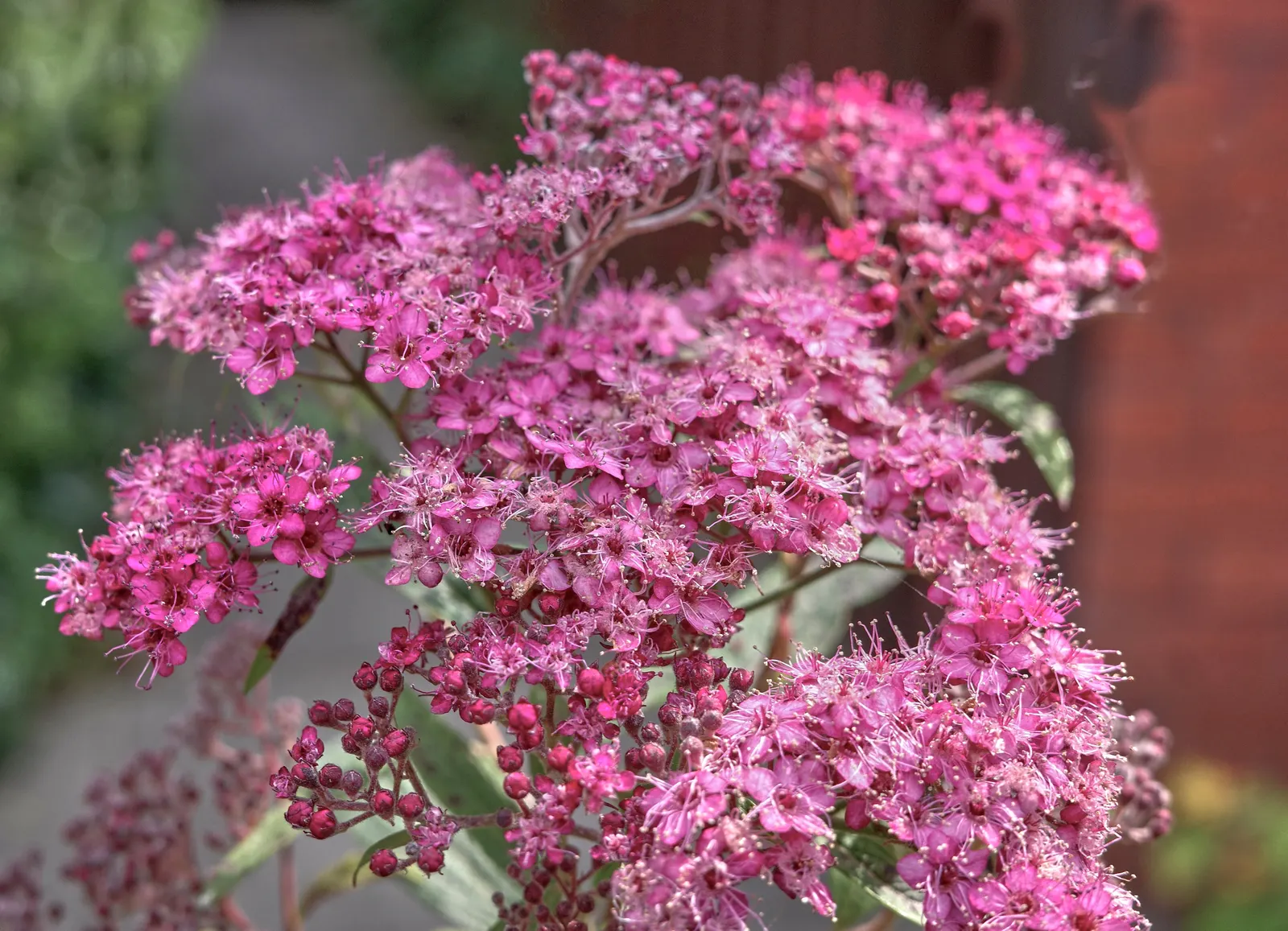 Jupiter's Beard, Red Valerian (Centranthus Ruber) — These blossoms come together in dense cymes, reaching an impressive size of up to 3 inches, image 66