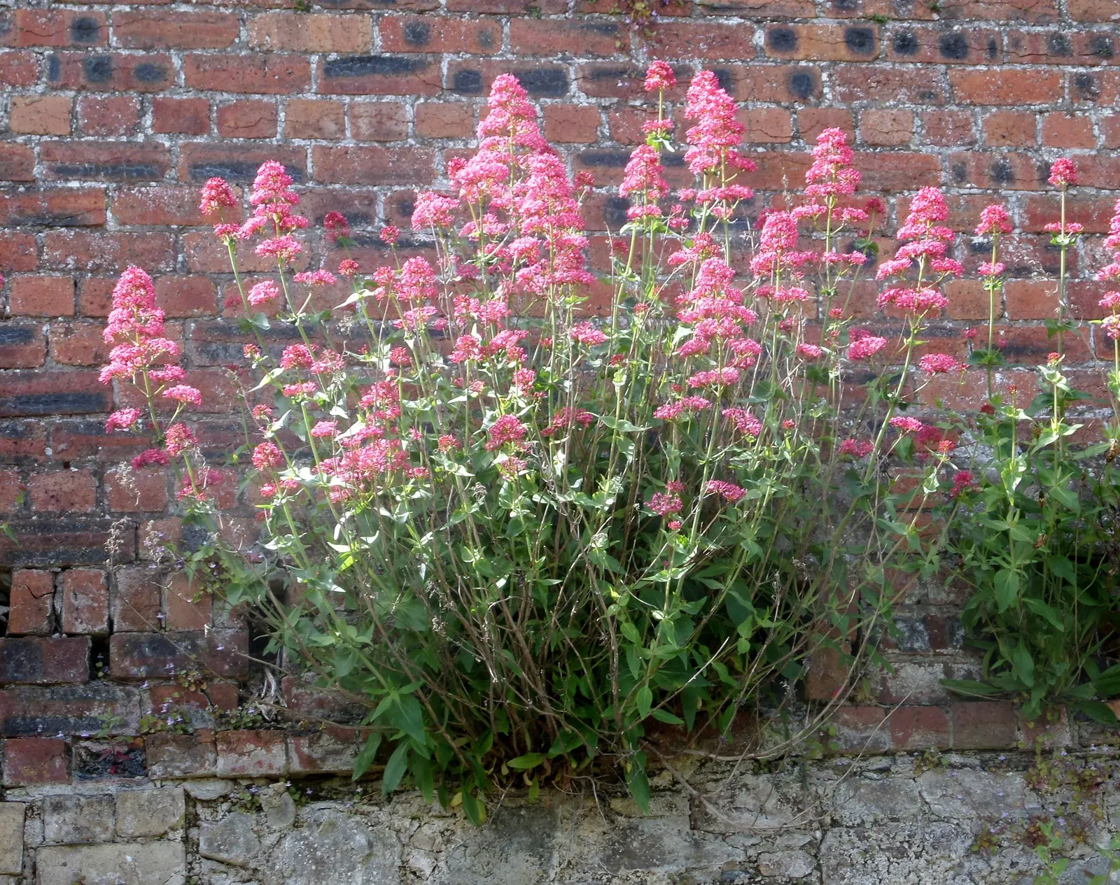 Jupiter's Beard, Red Valerian (Centranthus Ruber) — Leaves are lance-shaped and grow up to 2 to 3 inches long; this sun-loving plant tolerates poor, image 69