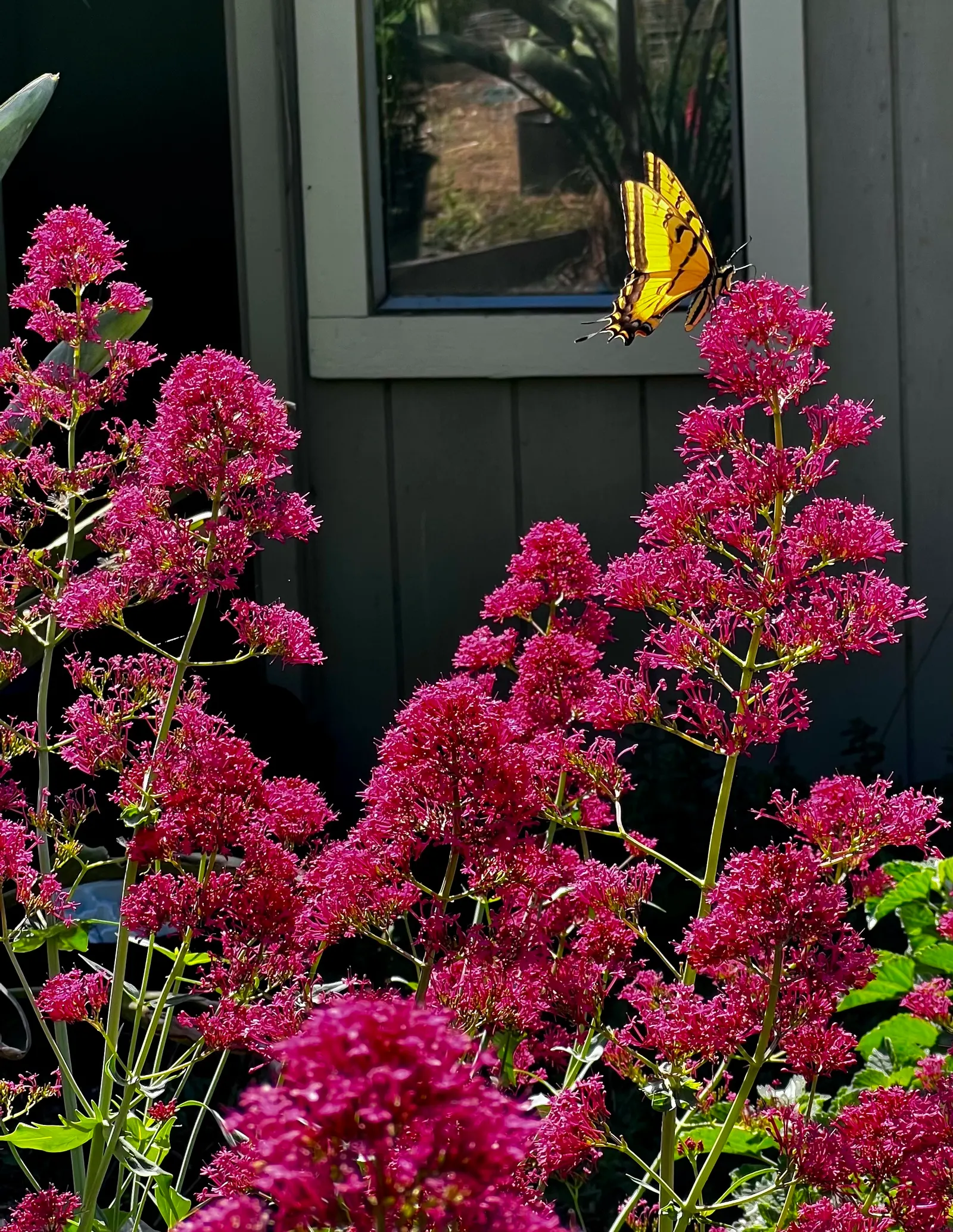 Jupiter's Beard, Red Valerian (Centranthus Ruber) — It can tolerate drought and is reasonably resistant to deer and rabbits; the plant itself, image 74