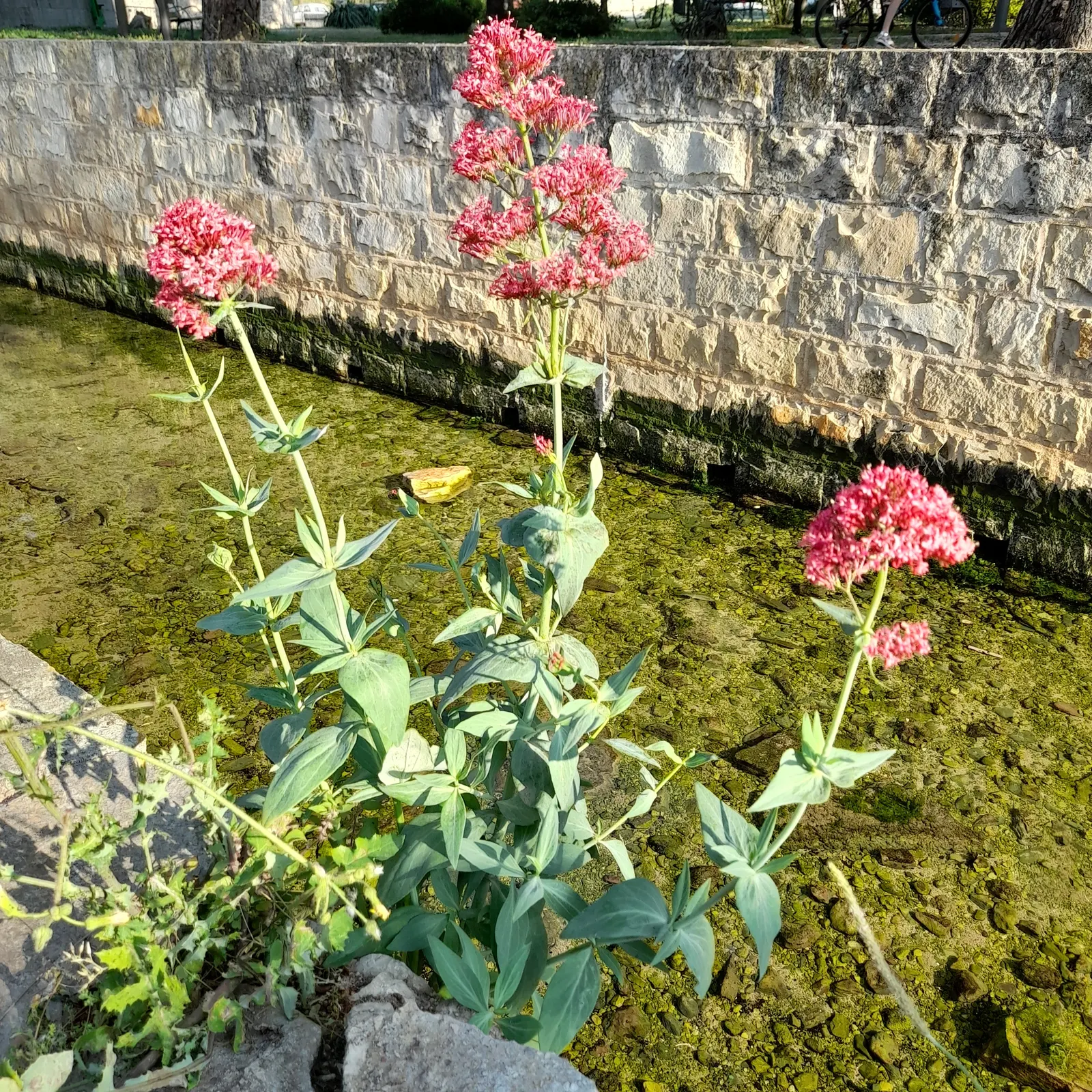 Jupiter's Beard, Red Valerian (Centranthus Ruber) — scientifically known as Centranthus ruber; it can tolerate drought and is reasonably resistant, image 63
