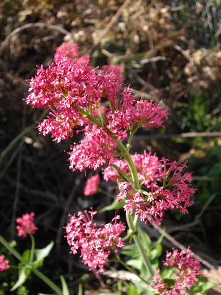 Jupiter's Beard, Red Valerian (Centranthus Ruber) — creating a cottage garden effect