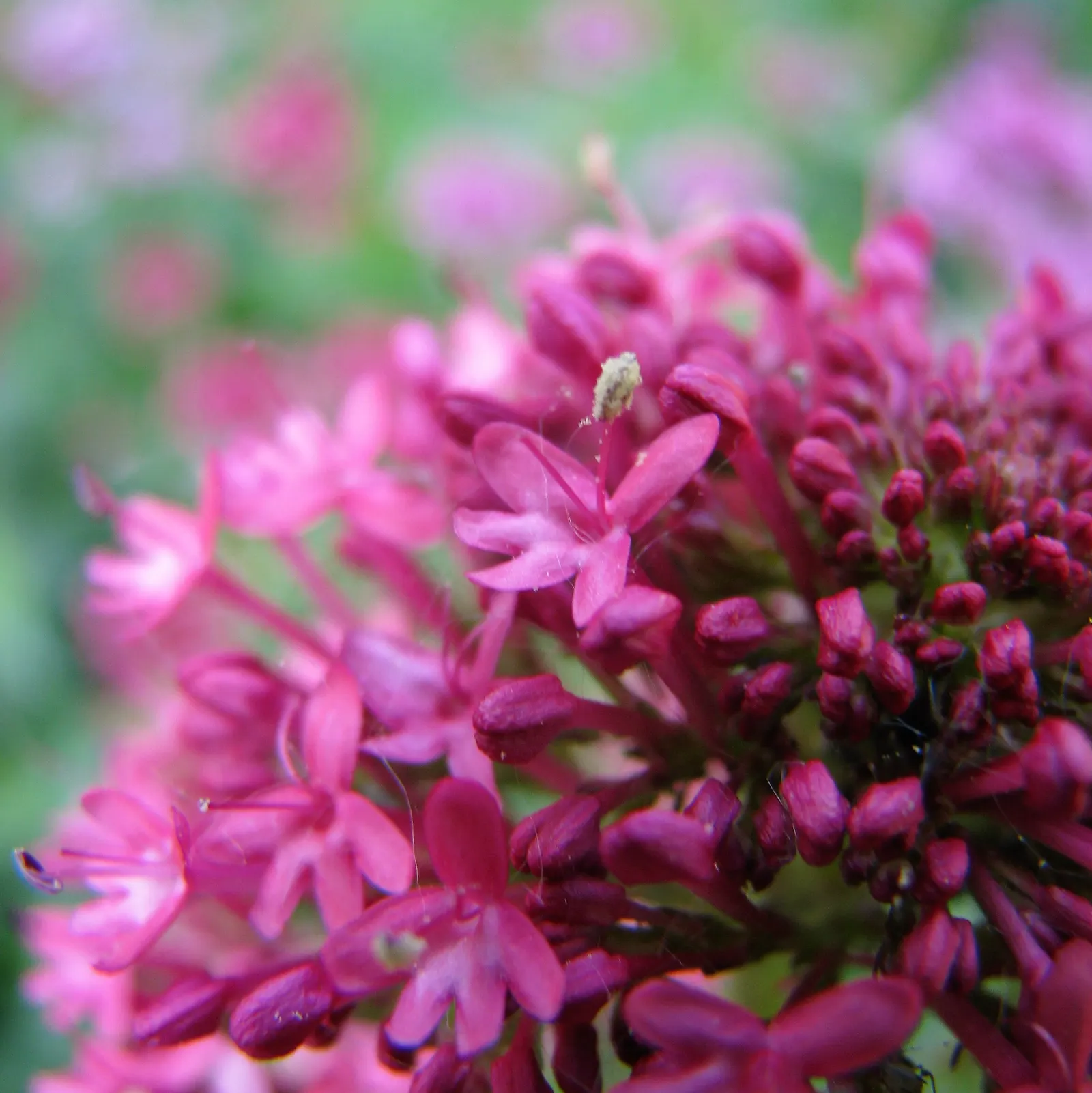 Jupiter's Beard, Red Valerian (Centranthus Ruber) — It thrives in USDA zones 5-9, reaching heights of 2-3 feet with a similar spread