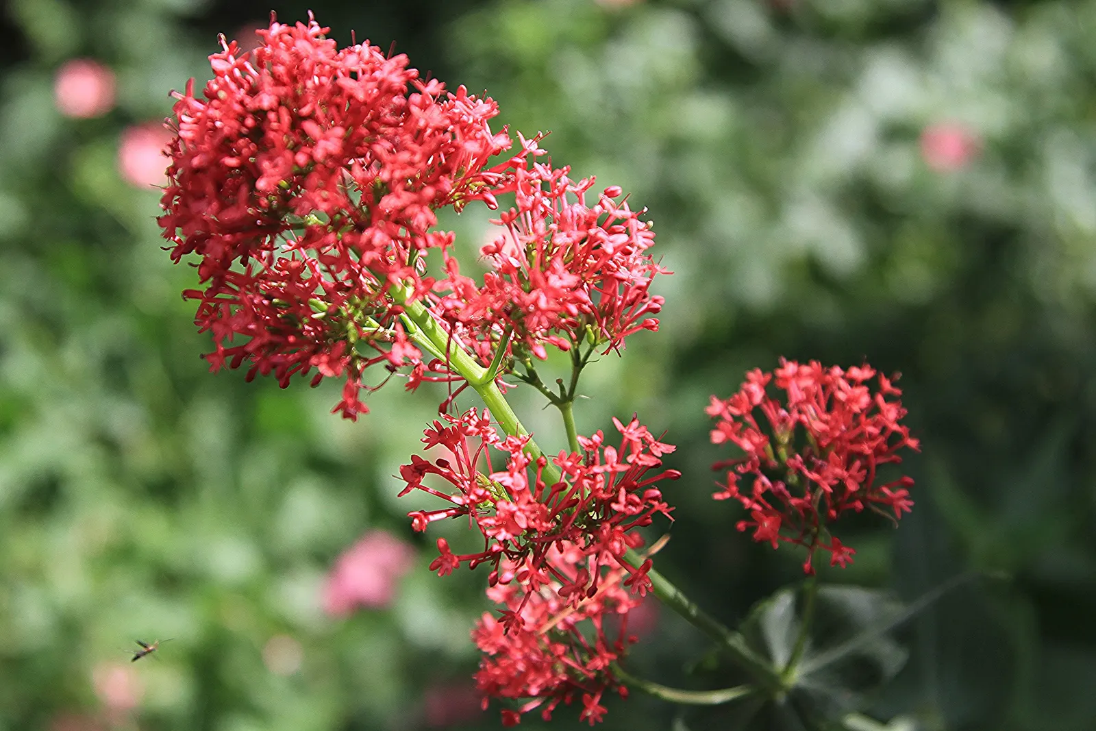 Jupiter's Beard, Red Valerian (Centranthus Ruber) — consider its potential for self-seeding