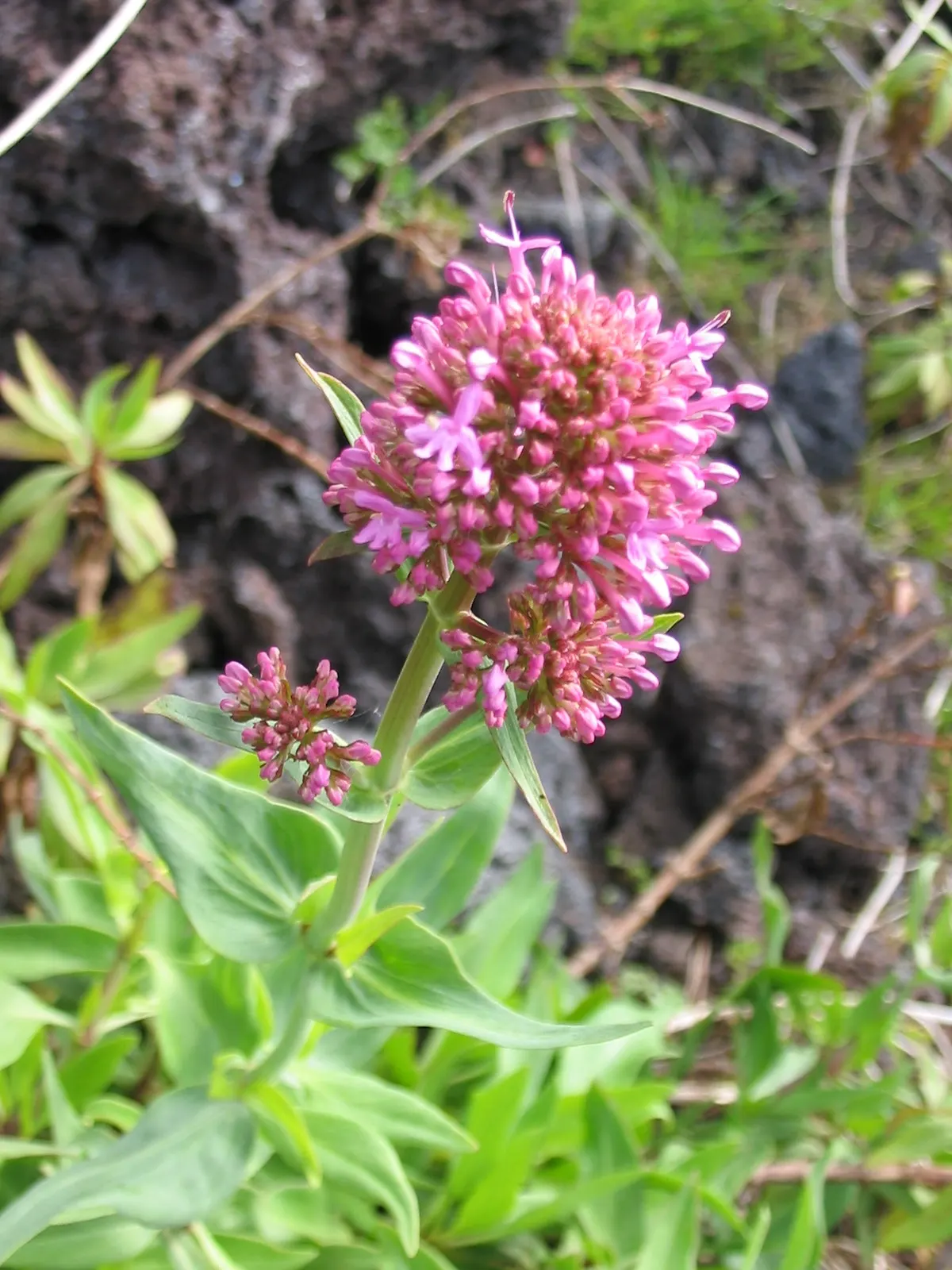 Jupiter's Beard, Red Valerian (Centranthus Ruber) — Deadhead for prolonged summer bloom