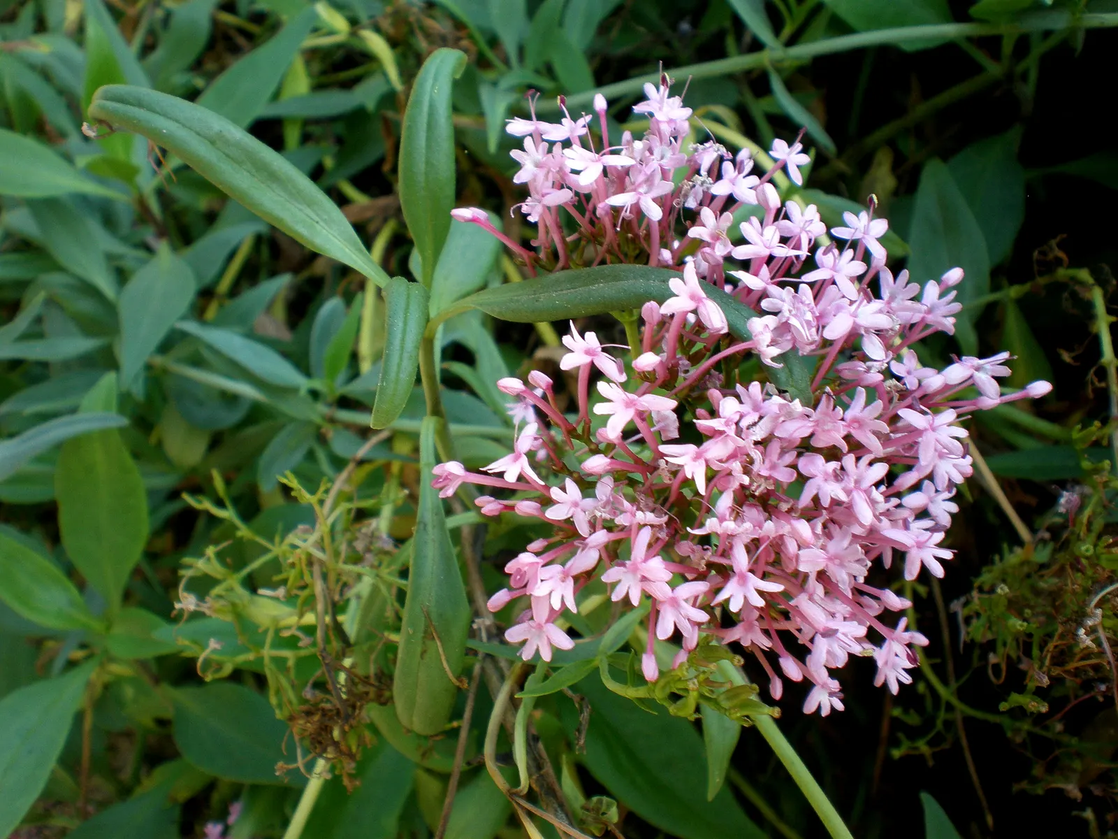Jupiter's Beard, Red Valerian (Centranthus Ruber) — The plant itself stands tall at about 2 to 3 feet in height; it can tolerate drought and is, image 123