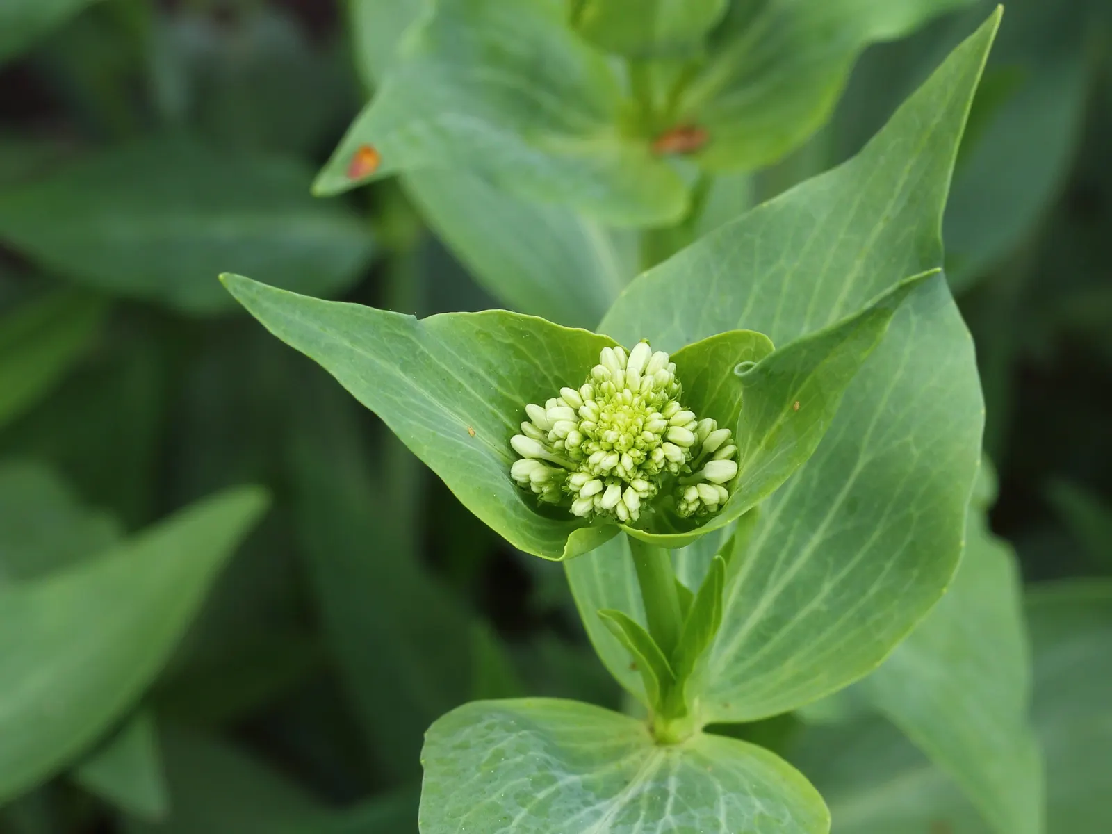 Jupiter's Beard, Red Valerian (Centranthus Ruber) — star-shaped flowers in hues of crimson to pink; the plant itself stands tall at about 2 to 3, image 114