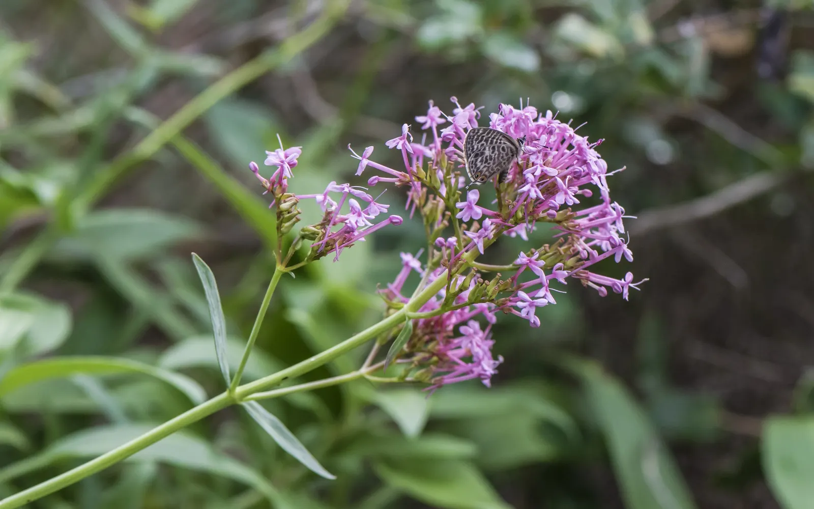 Jupiter's Beard, Red Valerian (Centranthus Ruber) — Red Valerian is an excellent selection for adding long-lasting color and texture to a garden, image 109