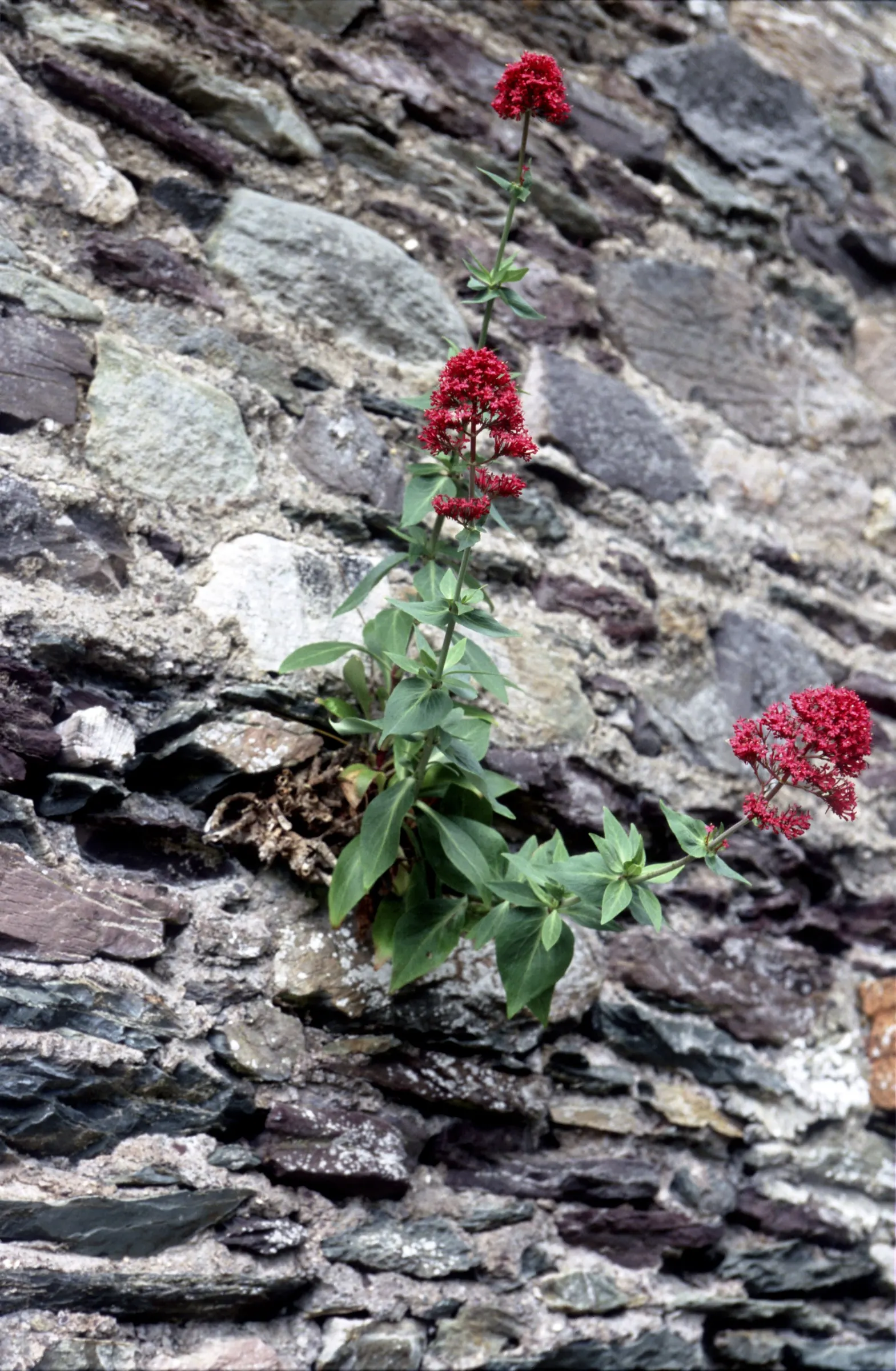 Jupiter's Beard, Red Valerian (Centranthus Ruber) — this hardy plant thrives in a range of conditions; the plant itself stands tall at about 2 to 3, image 70