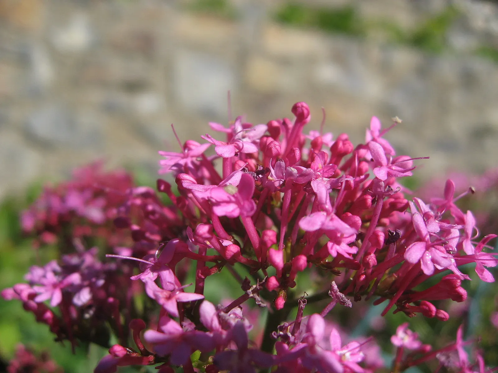 Jupiter's Beard, Red Valerian (Centranthus Ruber) — These blossoms come together in dense cymes, reaching an impressive size of up to 3 inches across; the