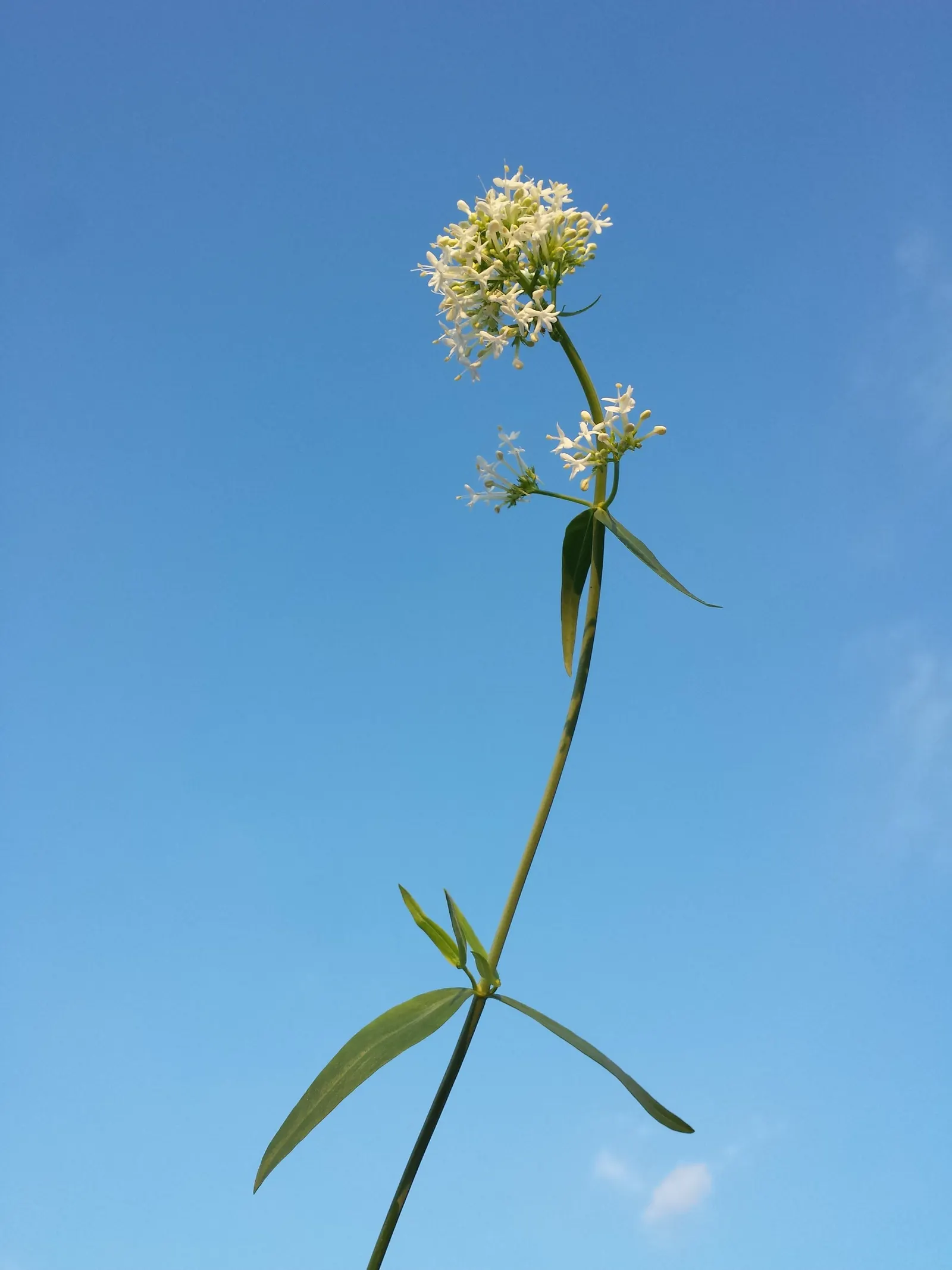 Jupiter's Beard, Red Valerian (Centranthus Ruber) — Centranthus ruber is both a butterfly attractant and a low-maintenance choice for gardeners