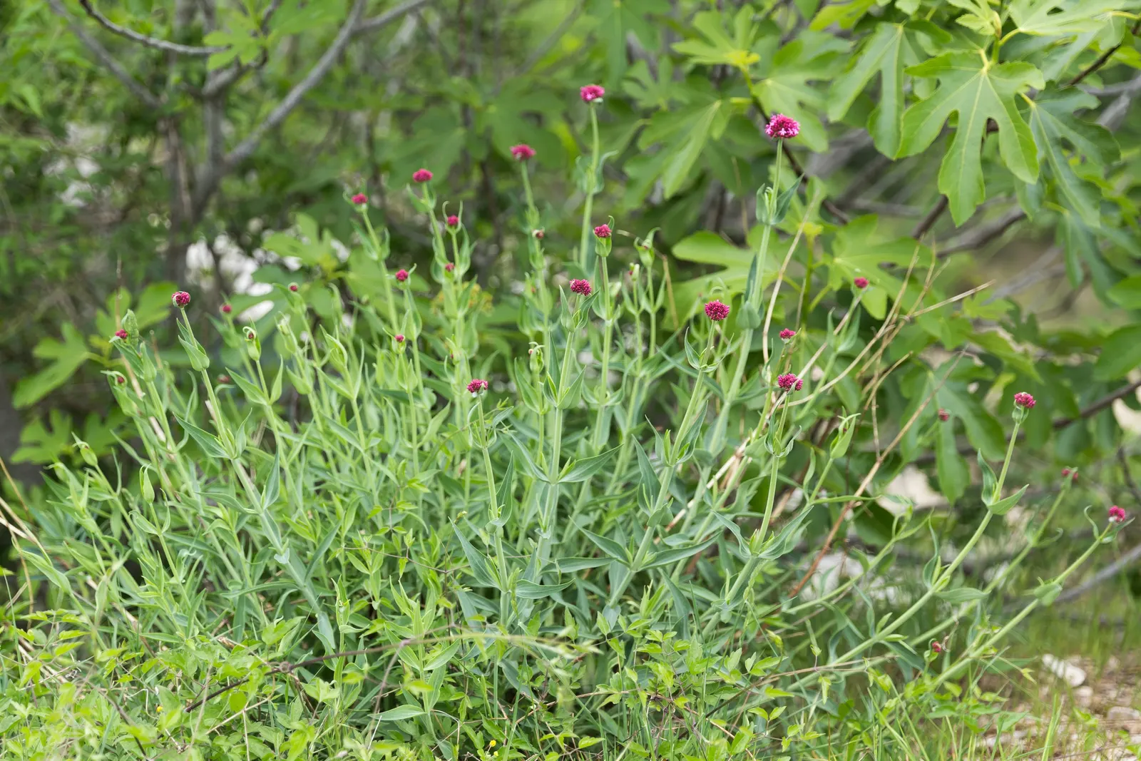 Jupiter's Beard, Red Valerian (Centranthus Ruber) — star-shaped flowers in hues of crimson to pink