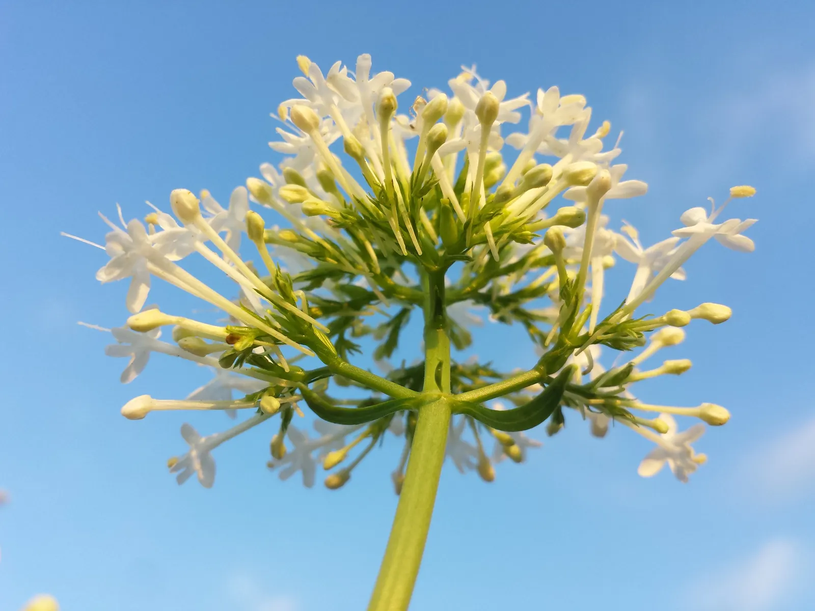 Jupiter's Beard, Red Valerian (Centranthus Ruber) — This sun-loving plant tolerates poor soil and drought, making it ideal for rock gardens and borders; red