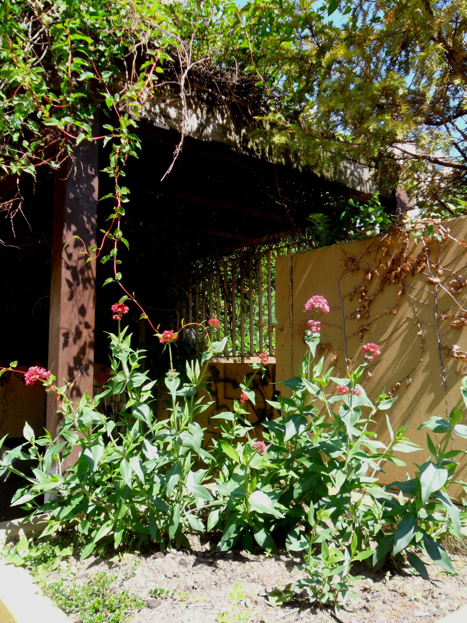 Jupiter's Beard, Red Valerian (Centranthus Ruber) — pink and red flowers in the garden