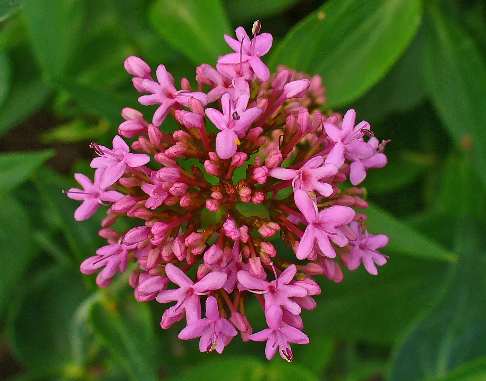 Jupiter's Beard, Red Valerian (Centranthus Ruber) — star-shaped flowers in hues of crimson to pink; the plant itself stands tall at about 2 to 3, image 58
