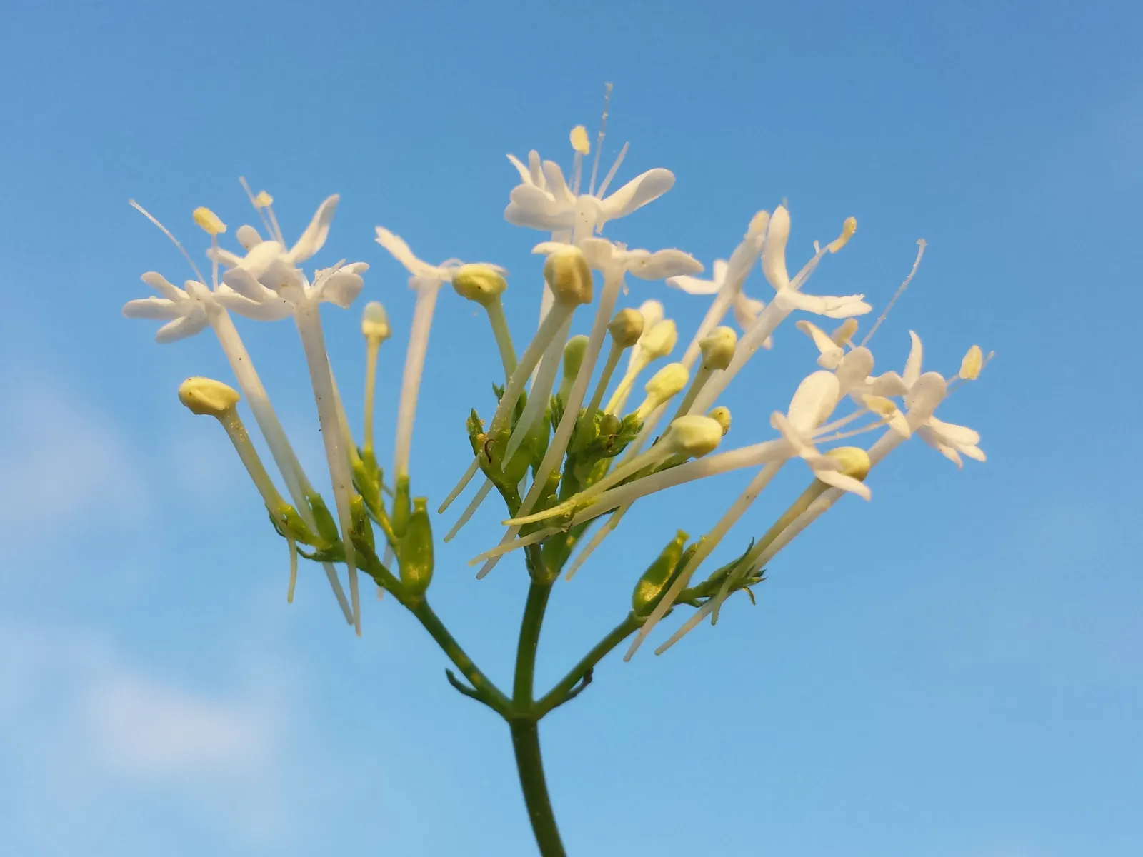 Jupiter's Beard, Red Valerian (Centranthus Ruber) — This sun-loving plant tolerates poor soil and drought, making it ideal for rock gardens and, image 60