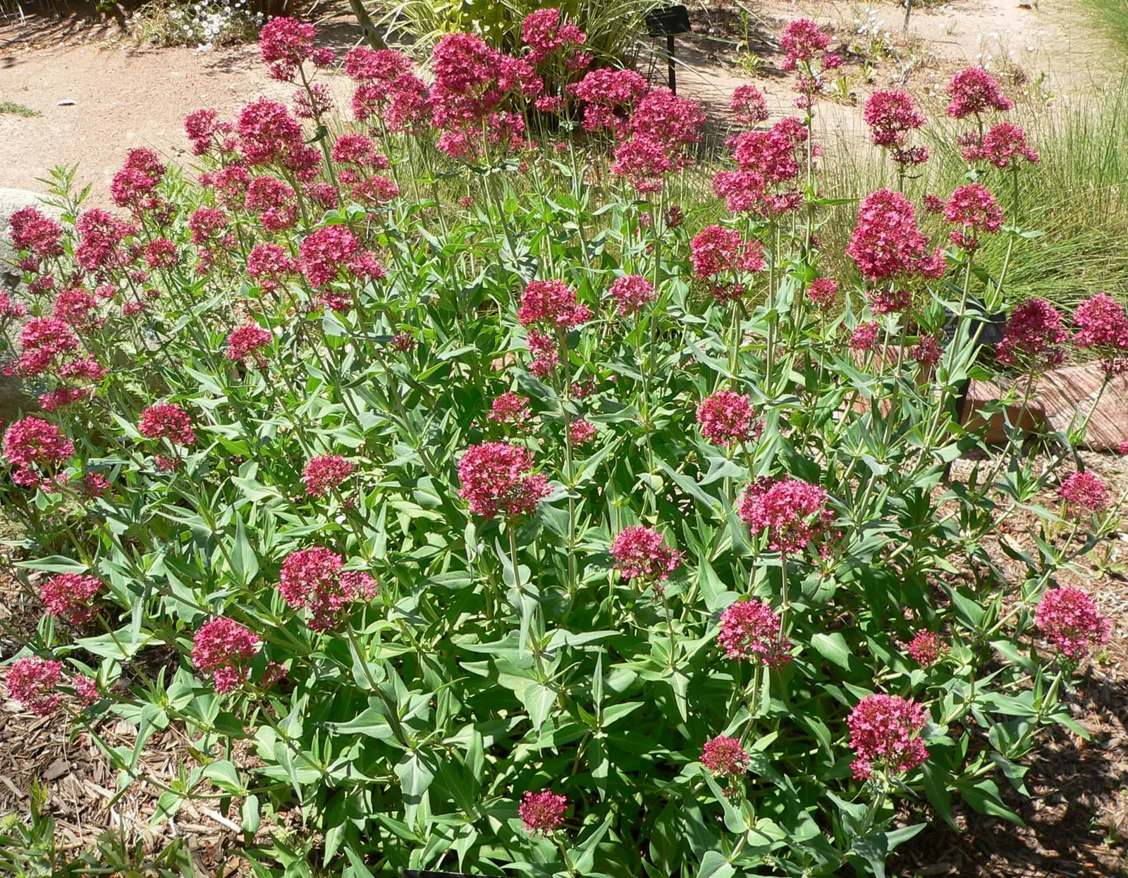 Jupiter's Beard, Red Valerian (Centranthus Ruber) — It thrives in USDA zones 5-9, reaching heights of 2-3 feet with a similar spread; it can, image 59
