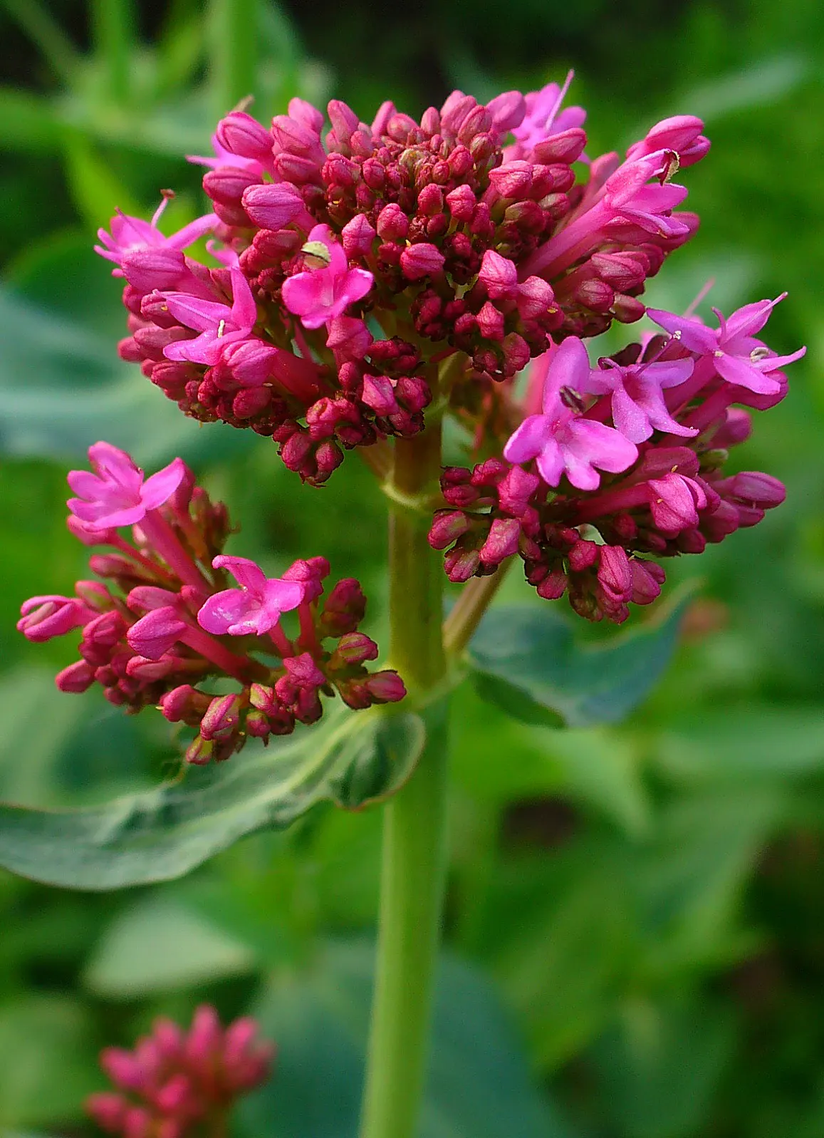 Jupiter's Beard, Red Valerian (Centranthus Ruber) — Leaves are lance-shaped and grow up to 2 to 3 inches long; this sun-loving plant tolerates poor, image 125
