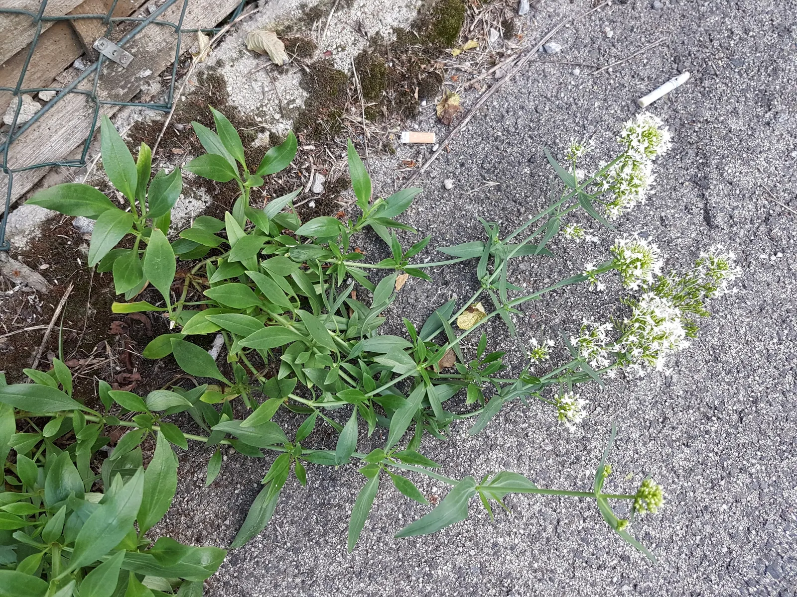 Jupiter's Beard, Red Valerian (Centranthus Ruber) — When designing a landscape