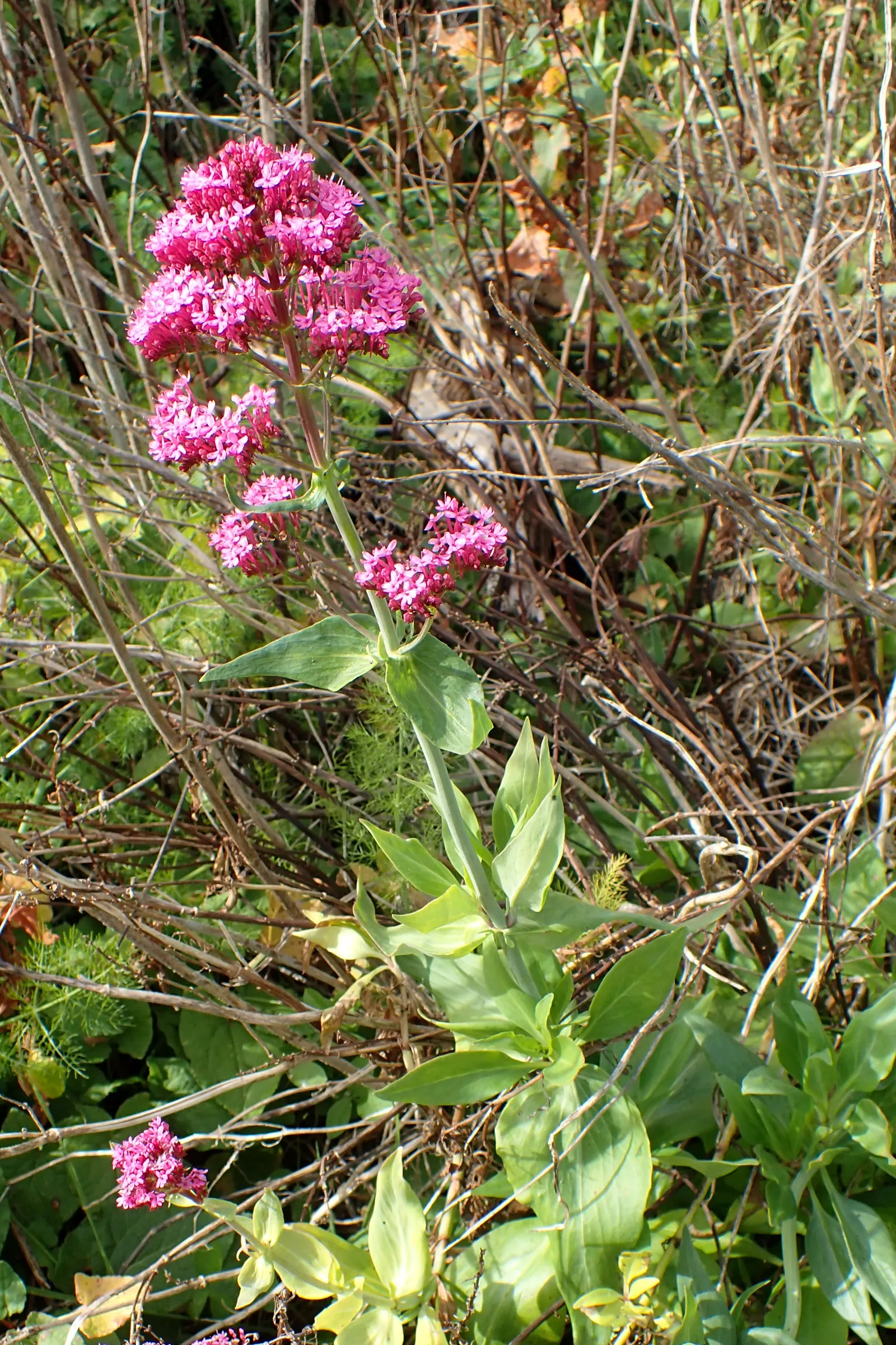 Jupiter's Beard, Red Valerian (Centranthus Ruber) — Leaves are lance-shaped and grow up to 2 to 3 inches long