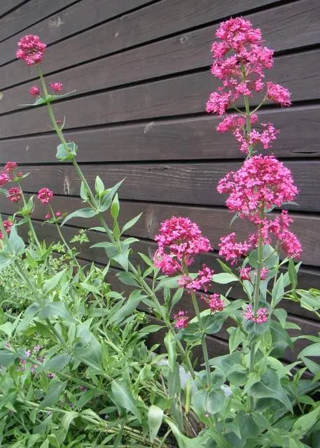 Jupiter's Beard, Red Valerian (Centranthus Ruber) — scientifically known as Centranthus ruber; it can tolerate drought and is reasonably resistant to deer and