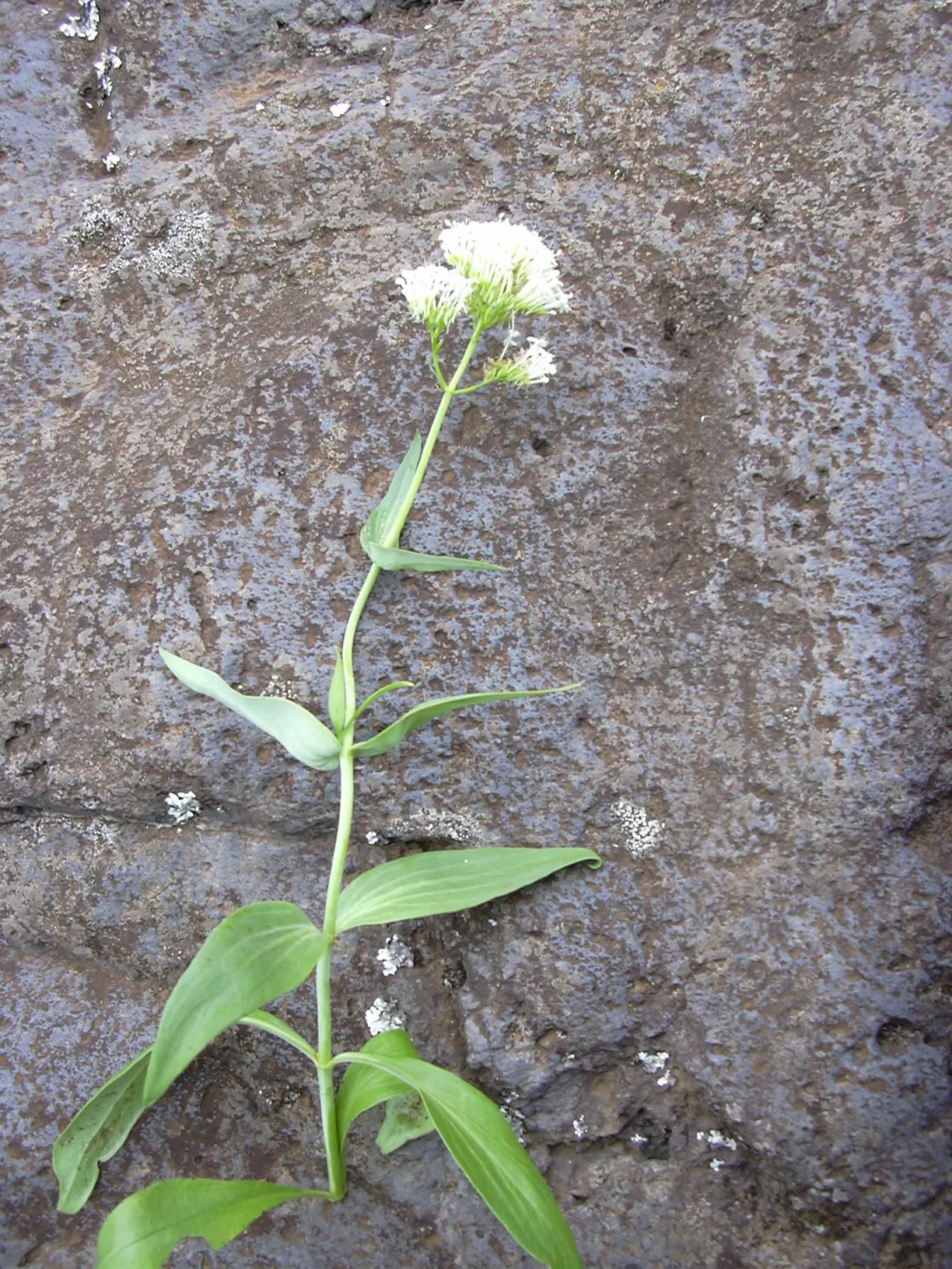 Jupiter's Beard, Red Valerian (Centranthus Ruber) — commonly known as Jupiter's Beard or Red Valerian; this sun-loving plant tolerates poor soil, image 113
