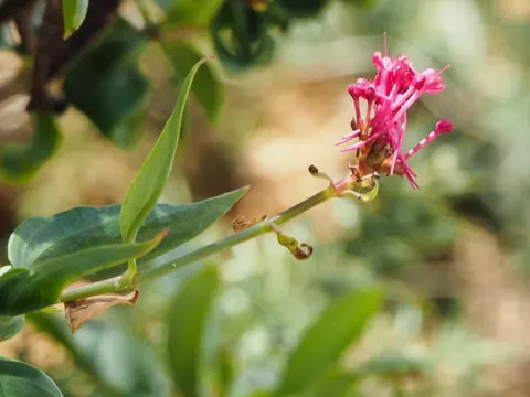 Jupiter's Beard, Red Valerian (Centranthus Ruber) — Centranthus ruber is both a butterfly attractant and a low-maintenance choice for gardeners; this