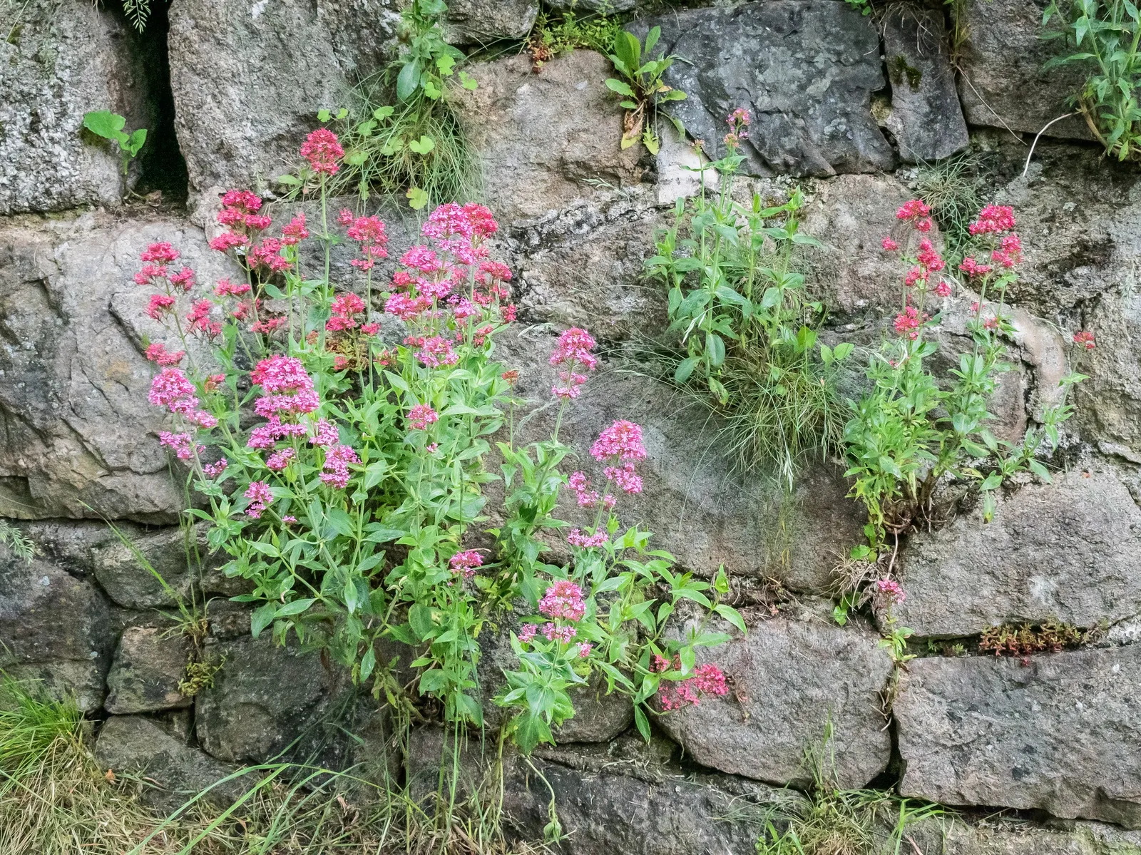 Jupiter's Beard, Red Valerian (Centranthus Ruber) — Deer-resistant and attracts pollinators; the plant itself stands tall at about 2 to 3 feet in, image 118