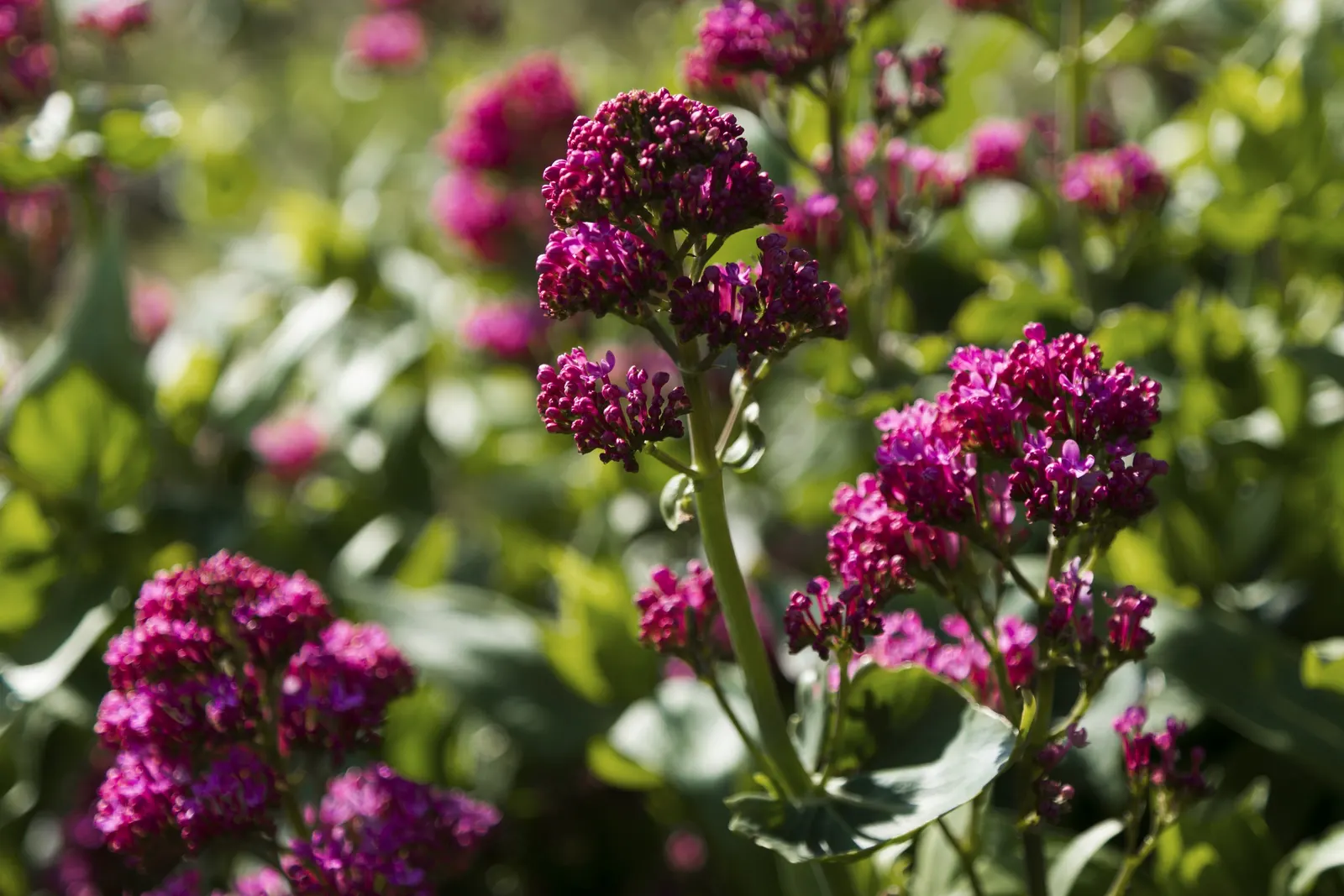 Jupiter's Beard, Red Valerian (Centranthus Ruber) — With its ease of care and robust growth; red Valerian is an excellent selection for adding long-lasting