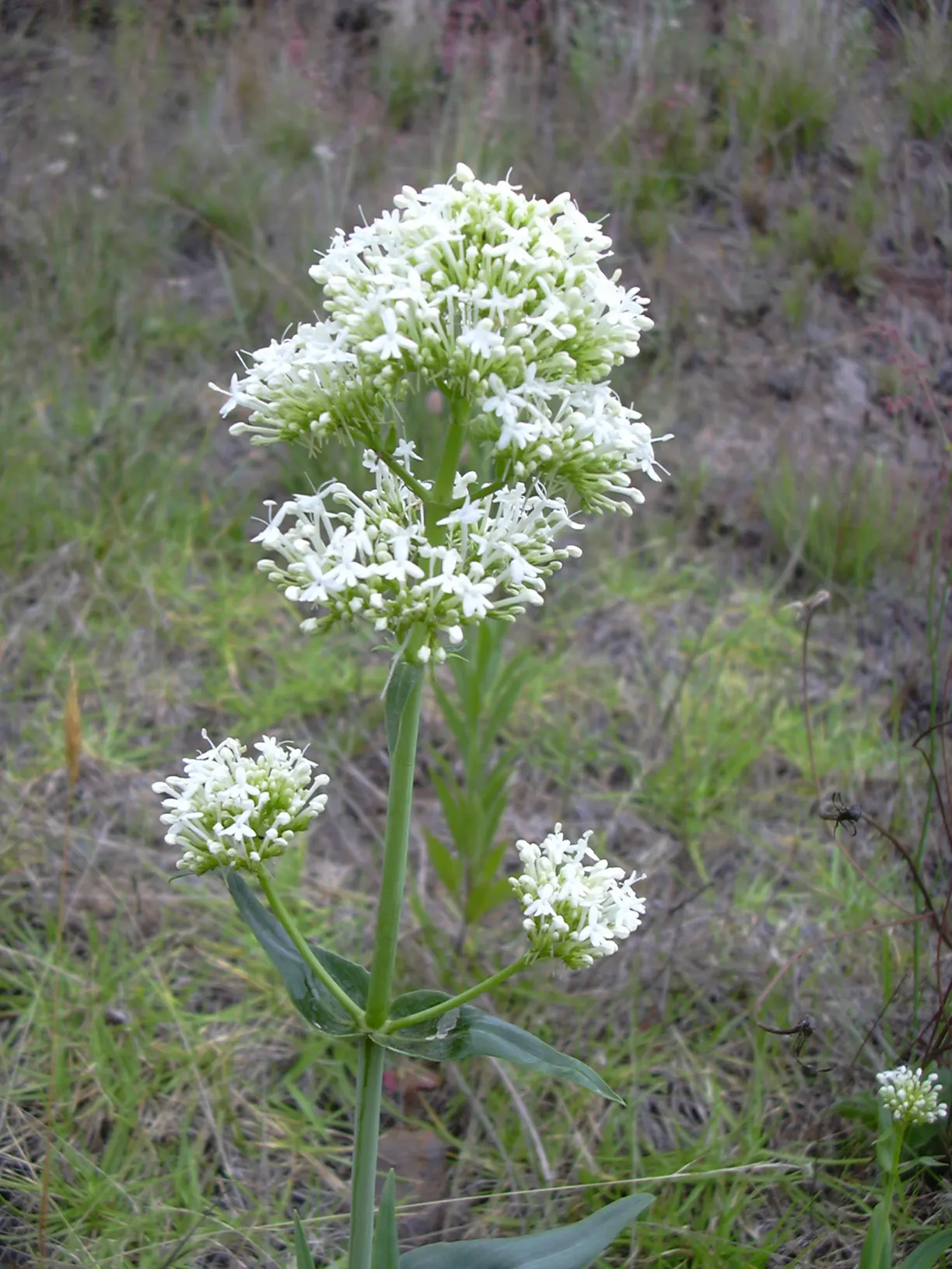 Jupiter's Beard, Red Valerian (Centranthus Ruber) — These blossoms come together in dense cymes, reaching an impressive size of up to 3 inches, image 122