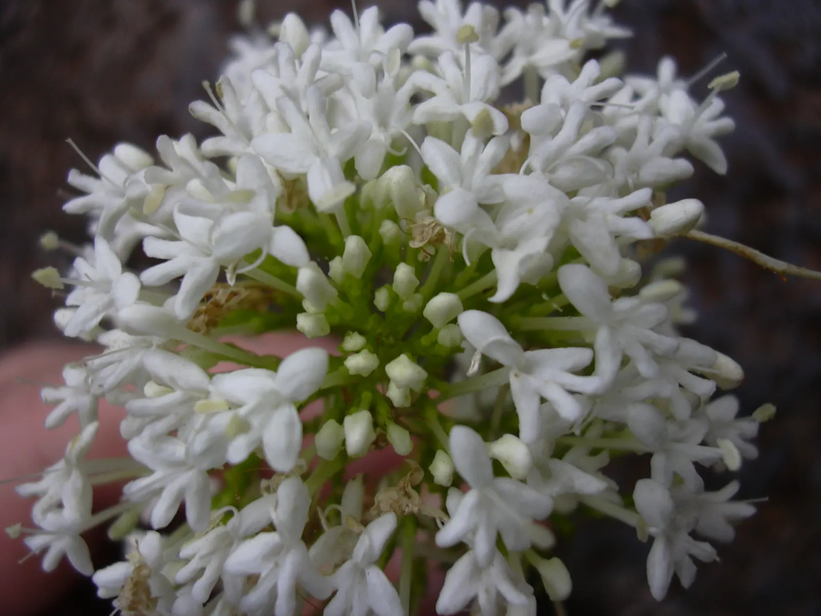 Jupiter's Beard, Red Valerian (Centranthus Ruber) — It thrives in USDA zones 5-9, reaching heights of 2-3 feet with a similar spread; it can, image 115