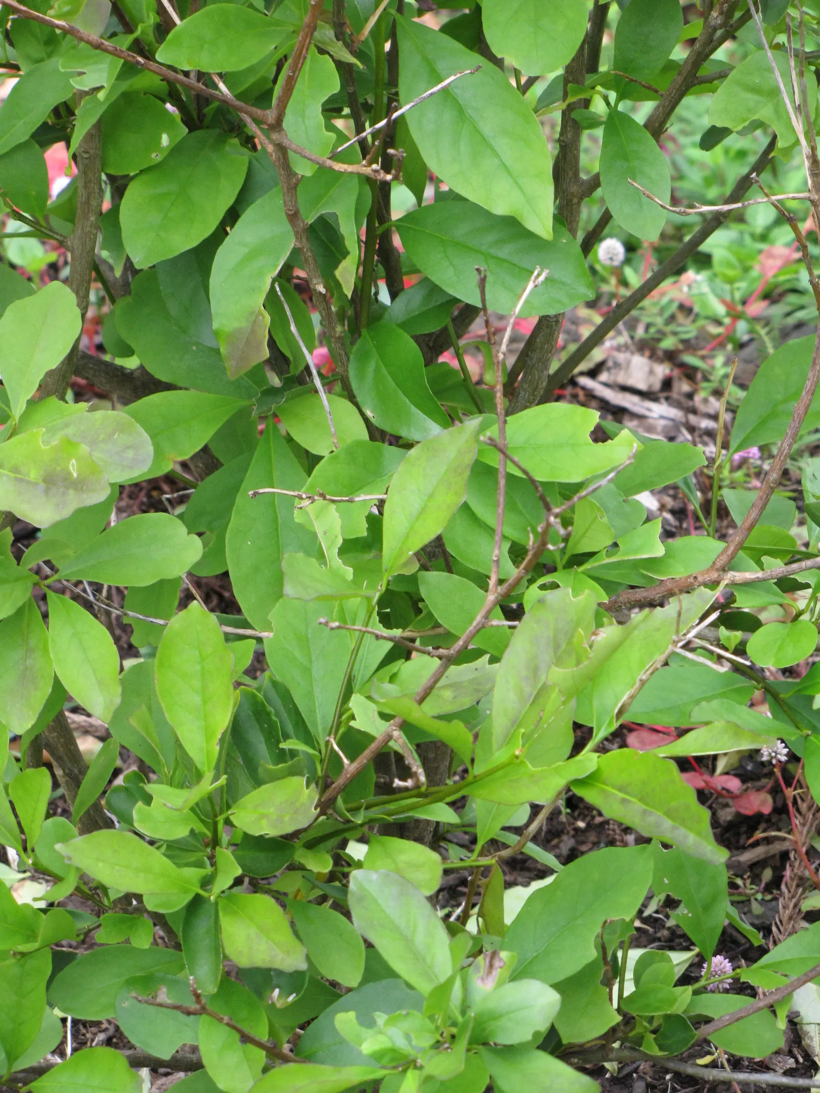 Jupiter's Beard, Red Valerian (Centranthus Ruber) — consider its potential for self-seeding; red Valerian is an excellent selection for adding, image 76