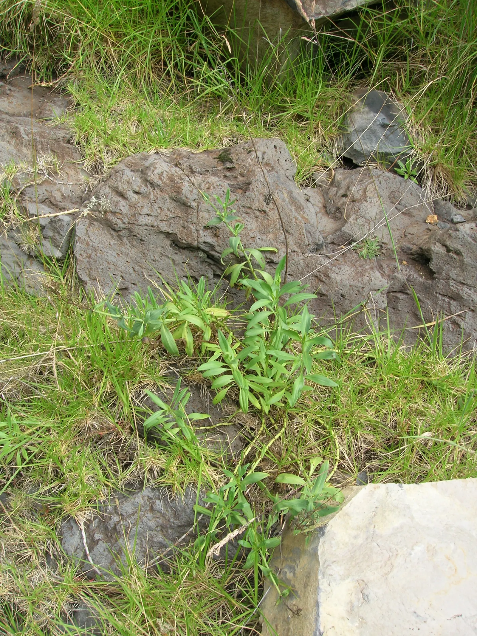 Jupiter's Beard, Red Valerian (Centranthus Ruber) — It can tolerate drought and is reasonably resistant to deer and rabbits
