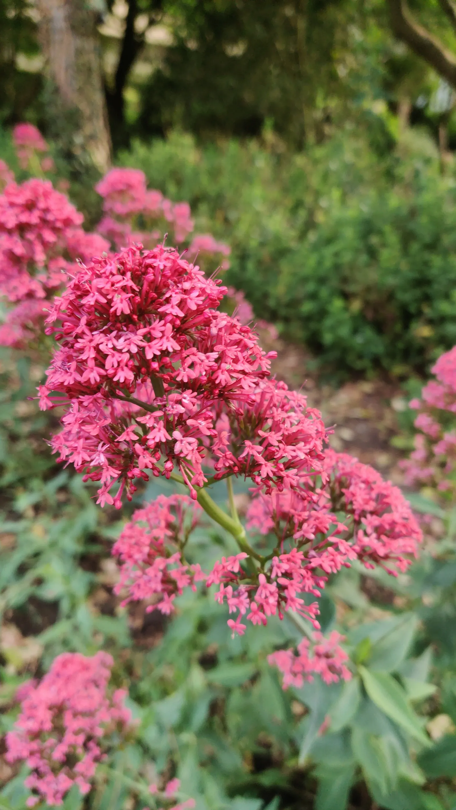 Jupiter's Beard, Red Valerian (Centranthus Ruber) — offering a blue-green contrast to its fiery flowers; red Valerian is an excellent selection for adding