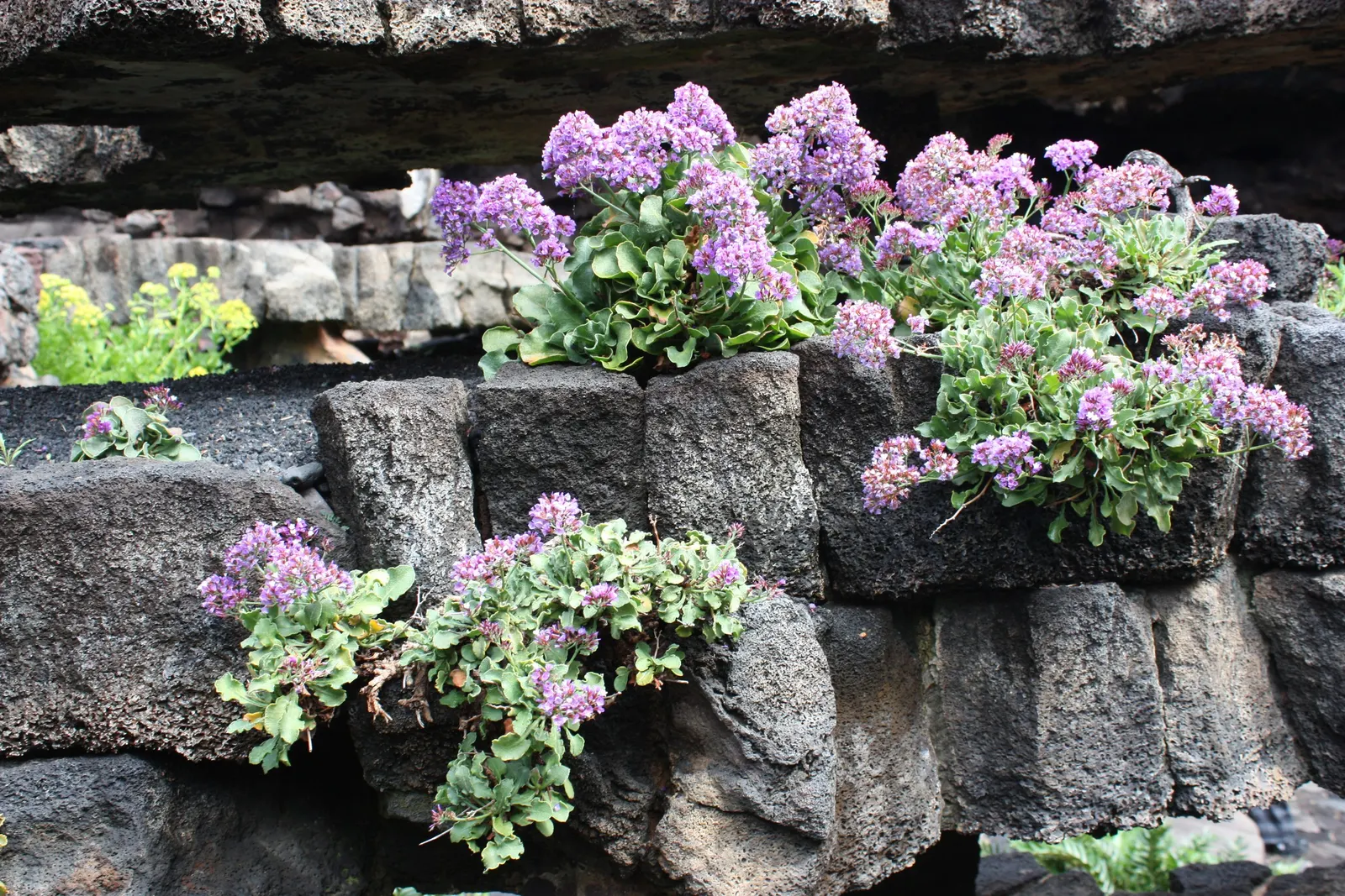 Jupiter's Beard, Red Valerian (Centranthus Ruber) — Centranthus ruber is both a butterfly attractant and a low-maintenance choice for gardeners, image 101