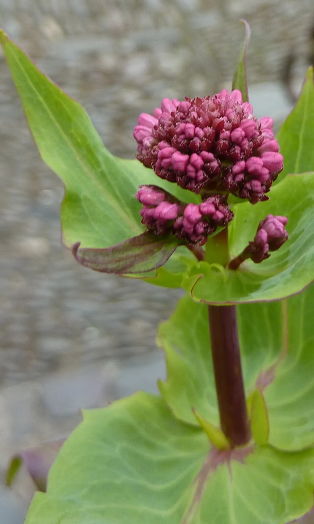 Jupiter's Beard, Red Valerian (Centranthus Ruber) — ground cover / perennial with pink and red blooms; it can tolerate drought and is reasonably, image 83