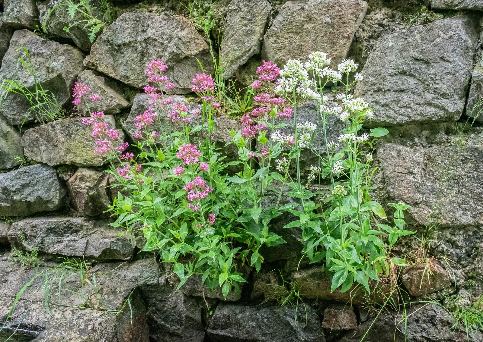 Jupiter's Beard, Red Valerian (Centranthus Ruber) — offering a blue-green contrast to its fiery flowers; red Valerian is an excellent selection for, image 124