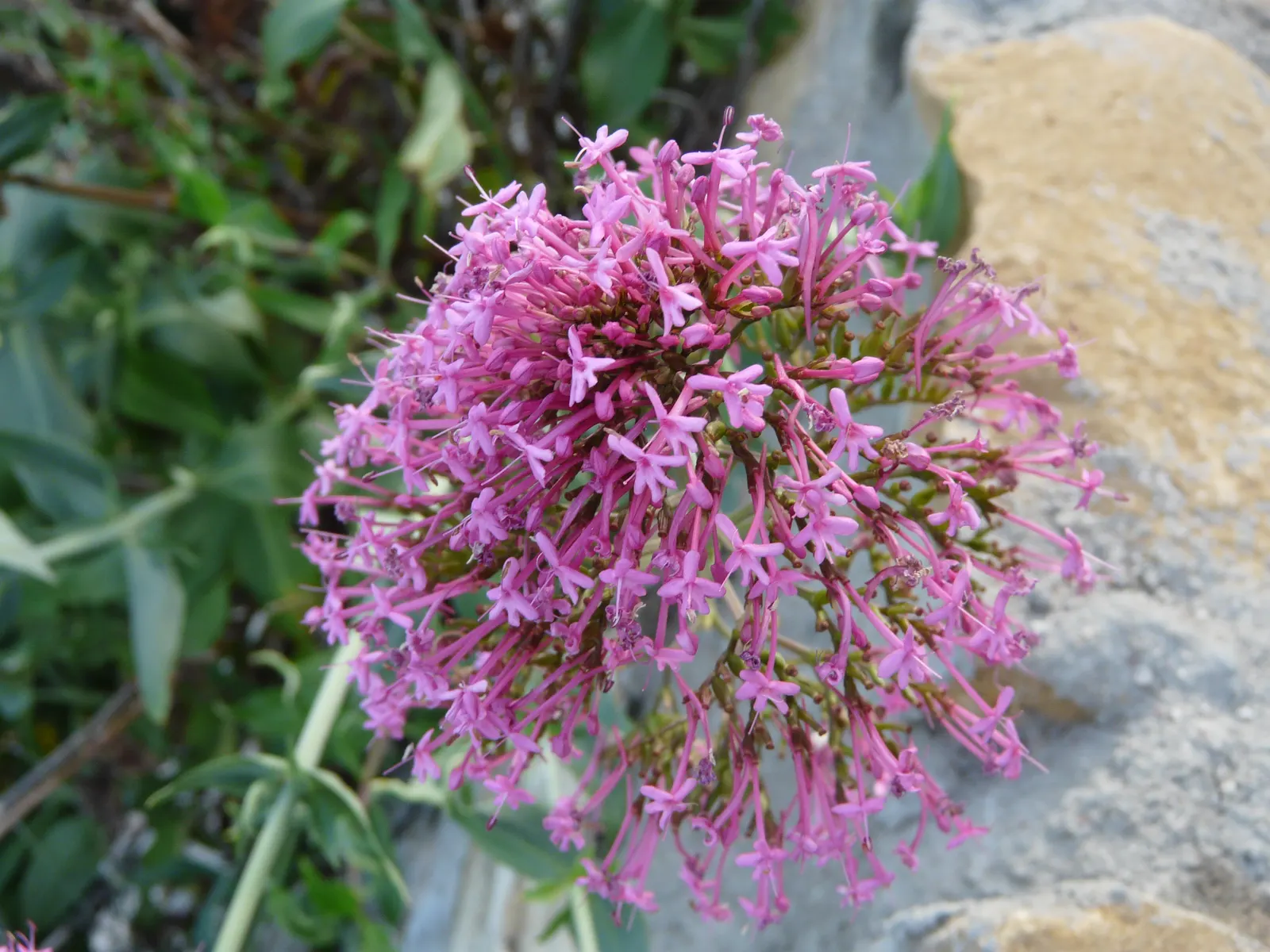 Jupiter's Beard, Red Valerian (Centranthus Ruber) — Red Valerian is an excellent selection for adding long-lasting color and texture to a garden scene; this
