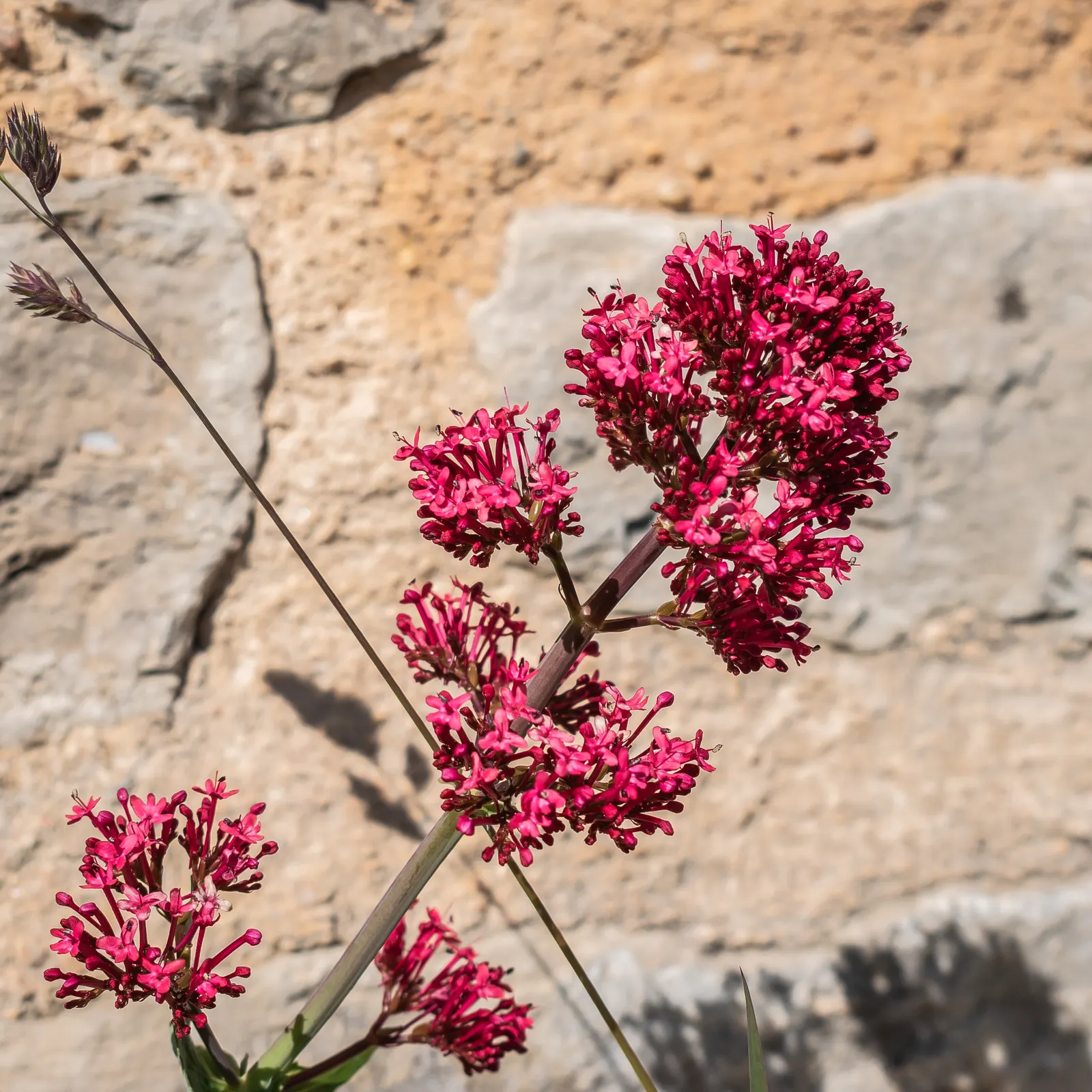 Jupiter's Beard, Red Valerian (Centranthus Ruber) — Deadhead for prolonged summer bloom; this sun-loving plant tolerates poor soil and drought, making it ideal