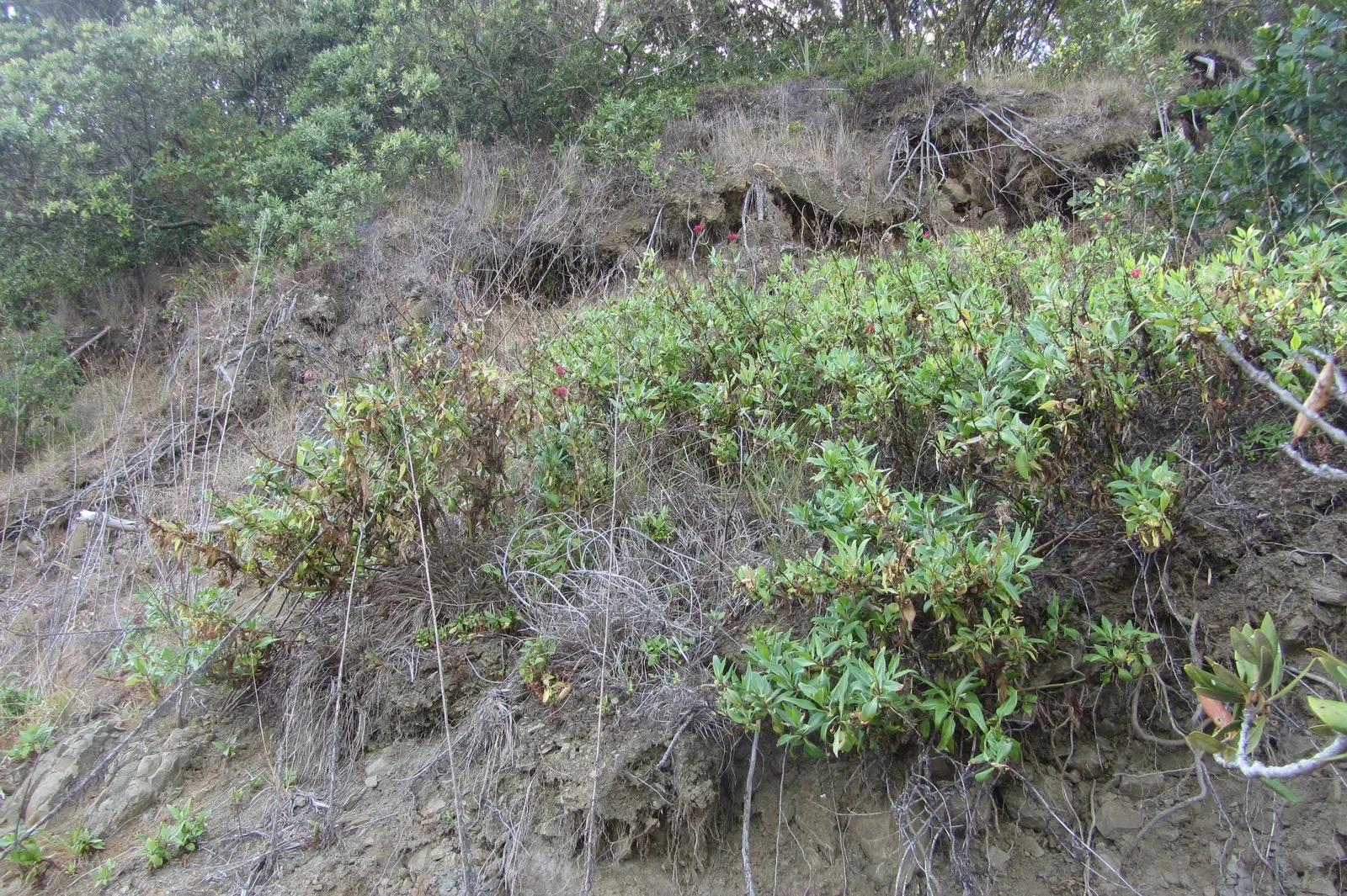 Jupiter's Beard, Red Valerian (Centranthus Ruber) — although it prefers well-draining ground.<br><br>Flowering from late spring into fall; red, image 100