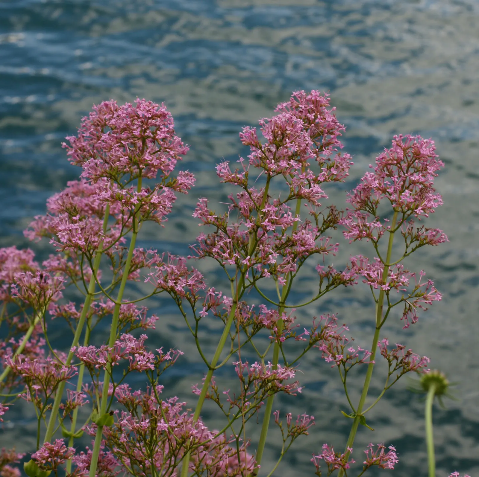 Jupiter's Beard, Red Valerian (Centranthus Ruber) — The plant itself stands tall at about 2 to 3 feet in height; it can tolerate drought and is reasonably