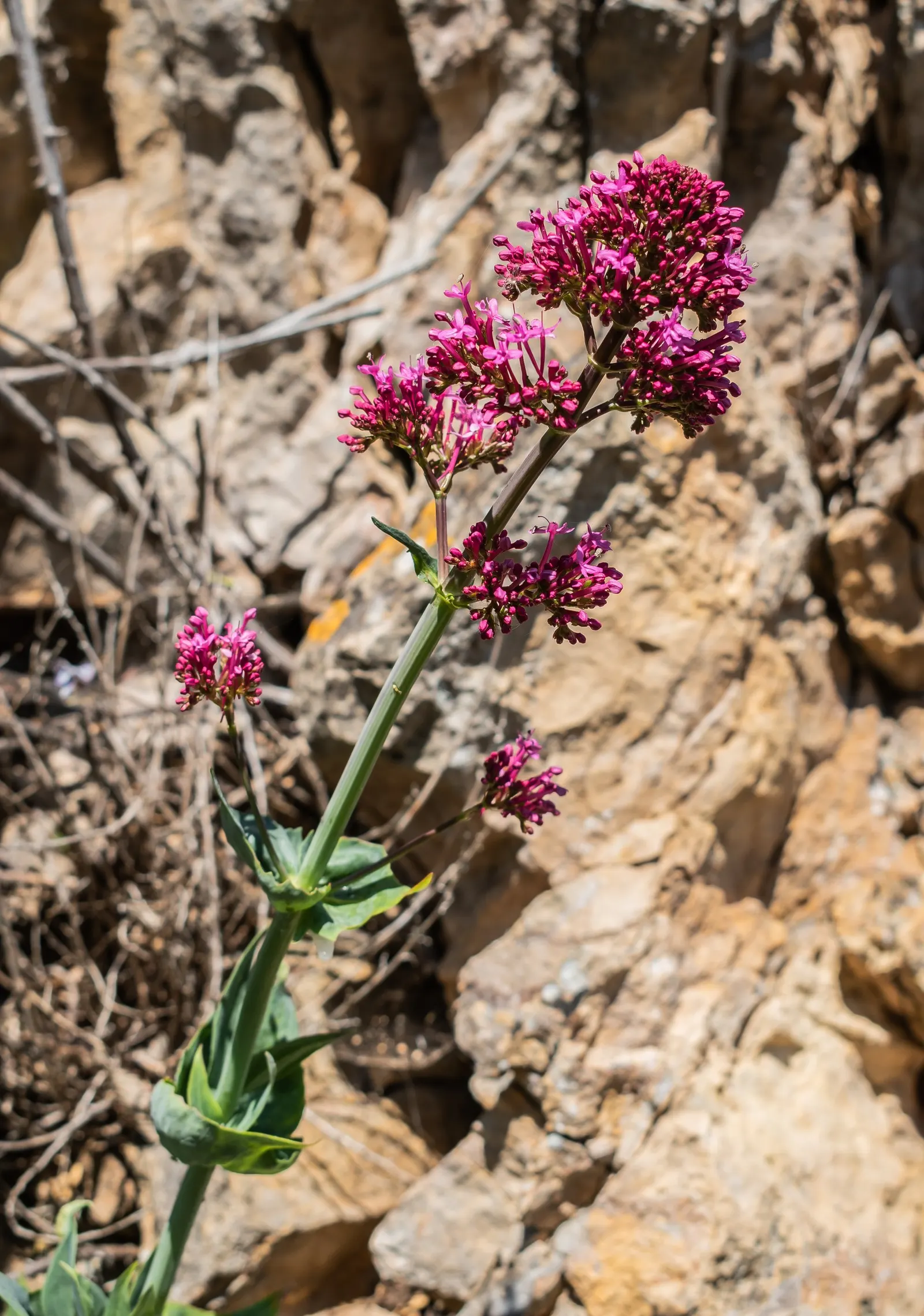 Jupiter's Beard, Red Valerian (Centranthus Ruber) — favoring full sun to part shade and adapting well to various soil types