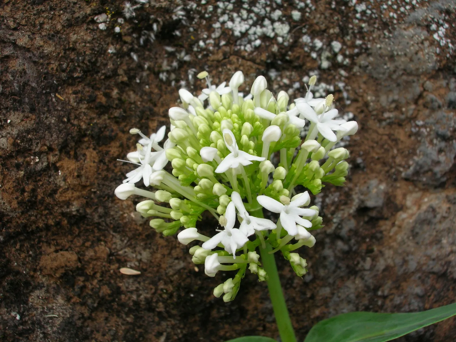 Jupiter's Beard, Red Valerian (Centranthus Ruber) — star-shaped flowers which predominantly display hues of crimson; this sun-loving plant, image 121
