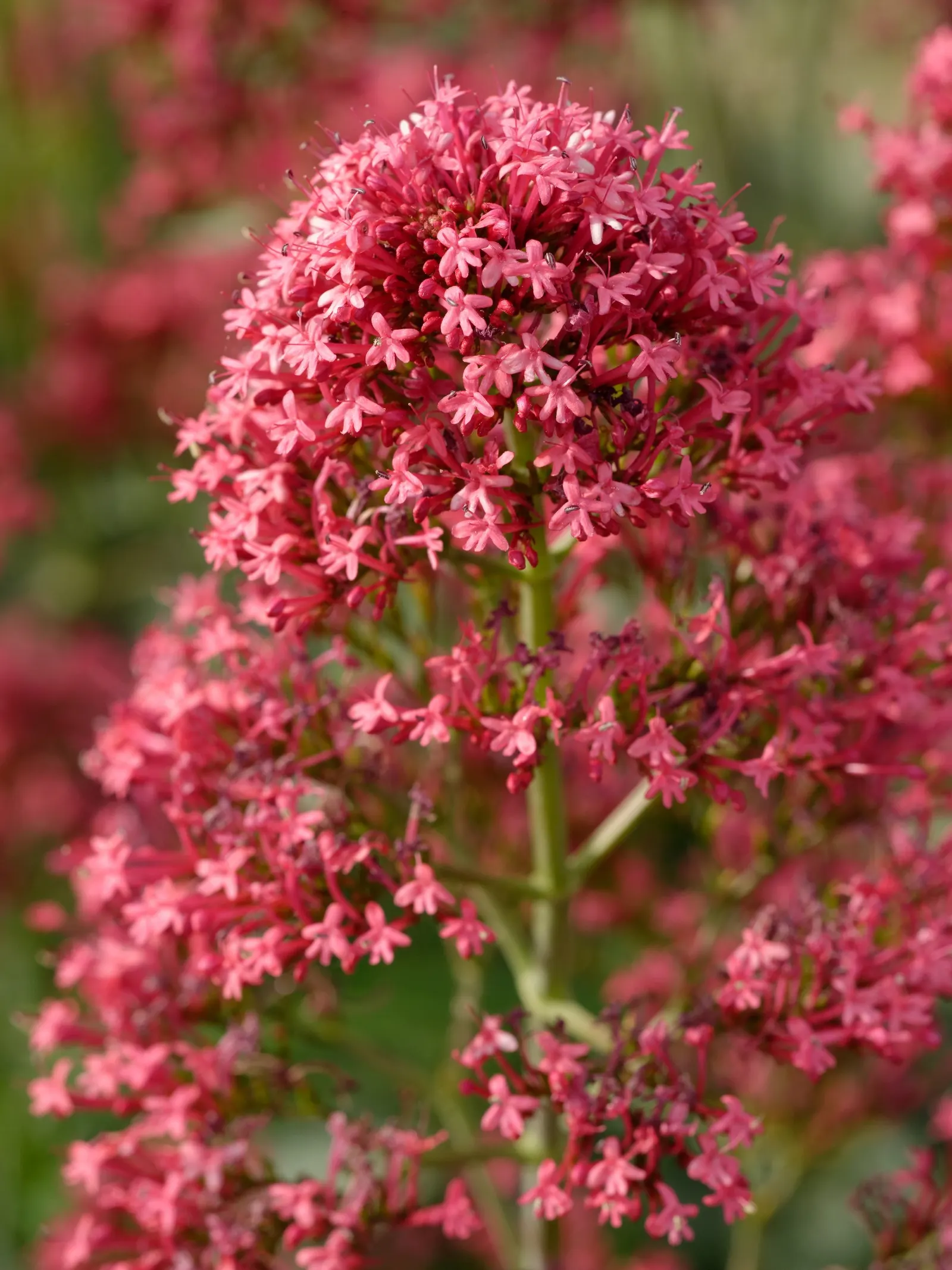 Jupiter's Beard, Red Valerian (Centranthus Ruber) — When designing a landscape; it can tolerate drought and is reasonably resistant to deer and, image 75