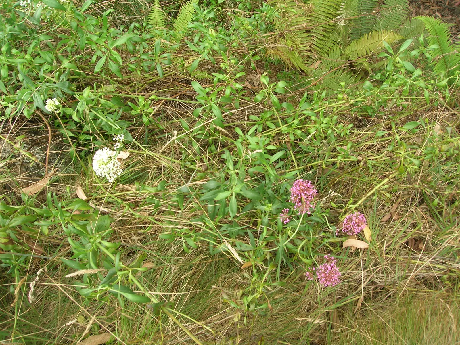 Jupiter's Beard, Red Valerian (Centranthus Ruber) — although it prefers well-draining ground.<br><br>Flowering from late spring into fall