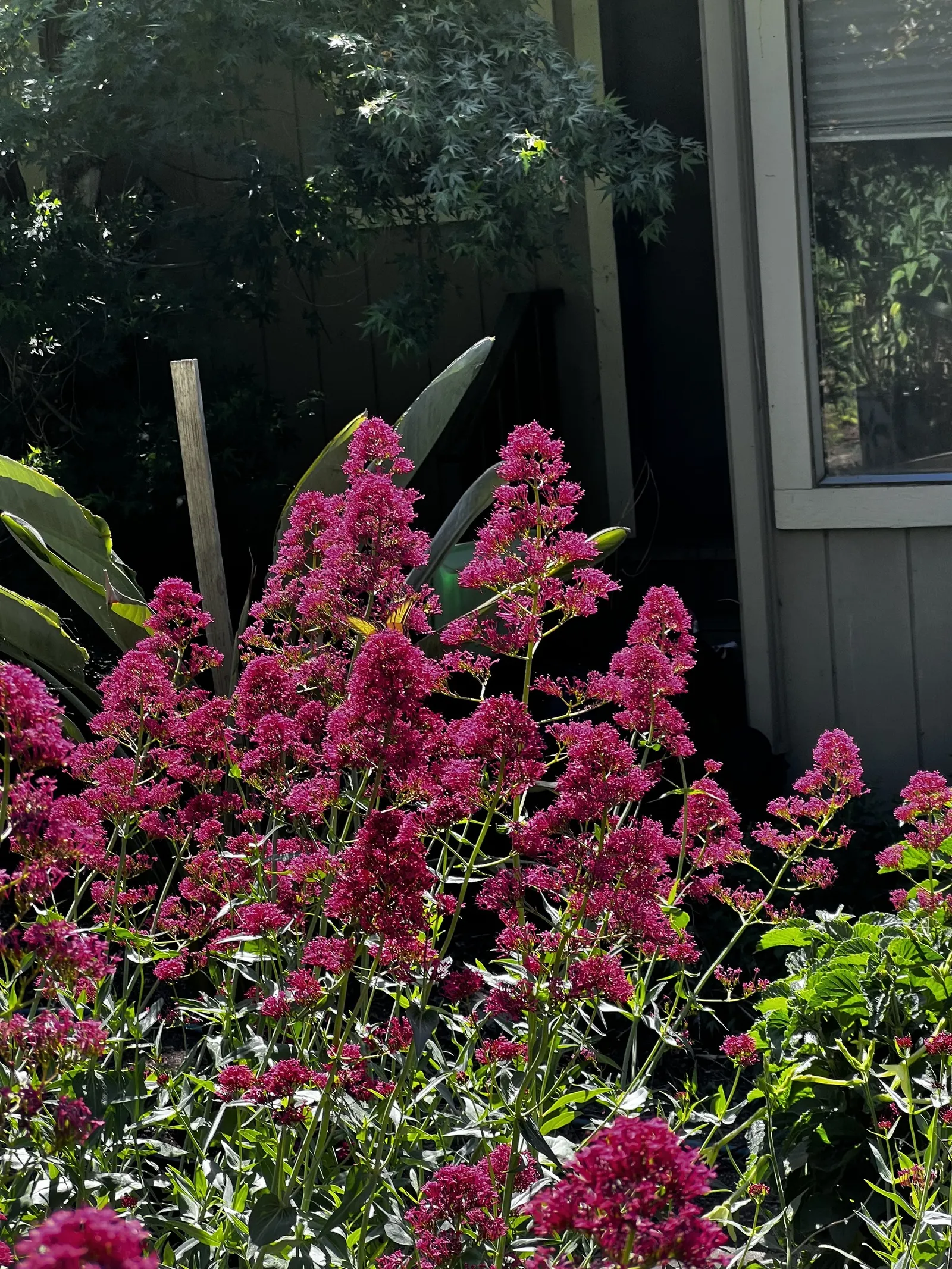 Jupiter's Beard, Red Valerian (Centranthus Ruber) — Leaves are lance-shaped and grow up to 2 to 3 inches long; this sun-loving plant tolerates poor soil and