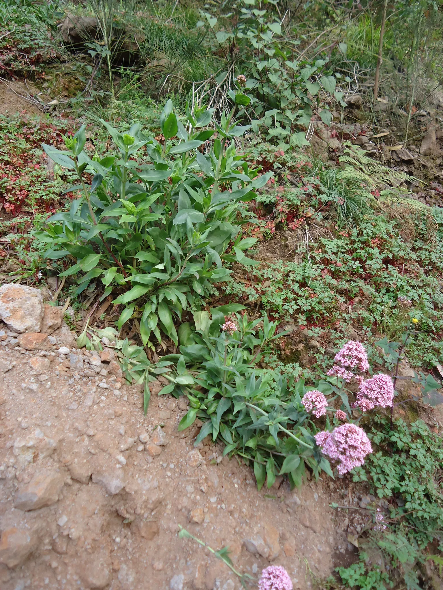 Jupiter's Beard, Red Valerian (Centranthus Ruber) — ground cover / perennial for full; red Valerian is an excellent selection for adding, image 84