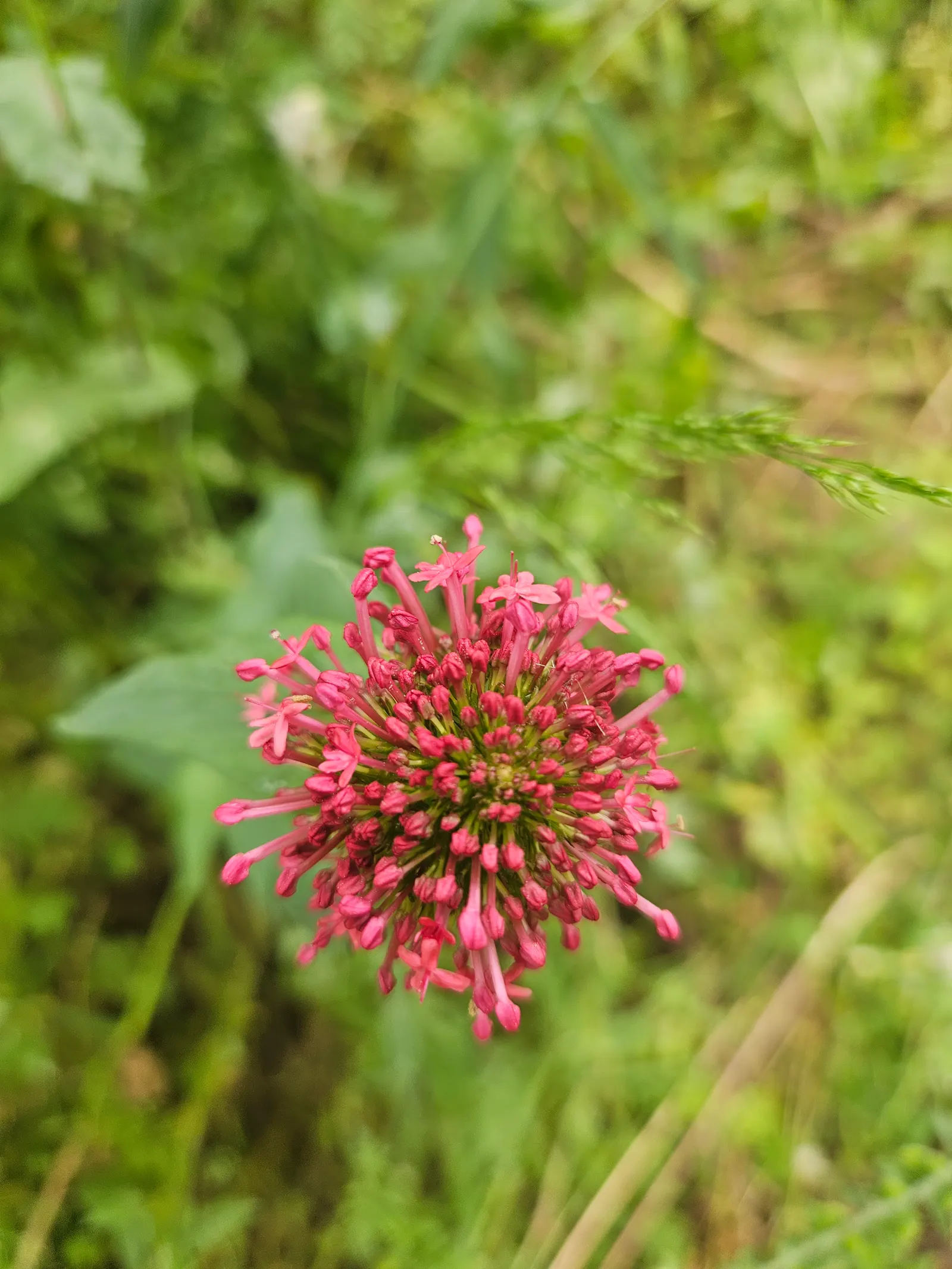 Jupiter's Beard, Red Valerian (Centranthus Ruber) — Red Valerian is an excellent selection for adding long-lasting color and texture to a garden, image 81